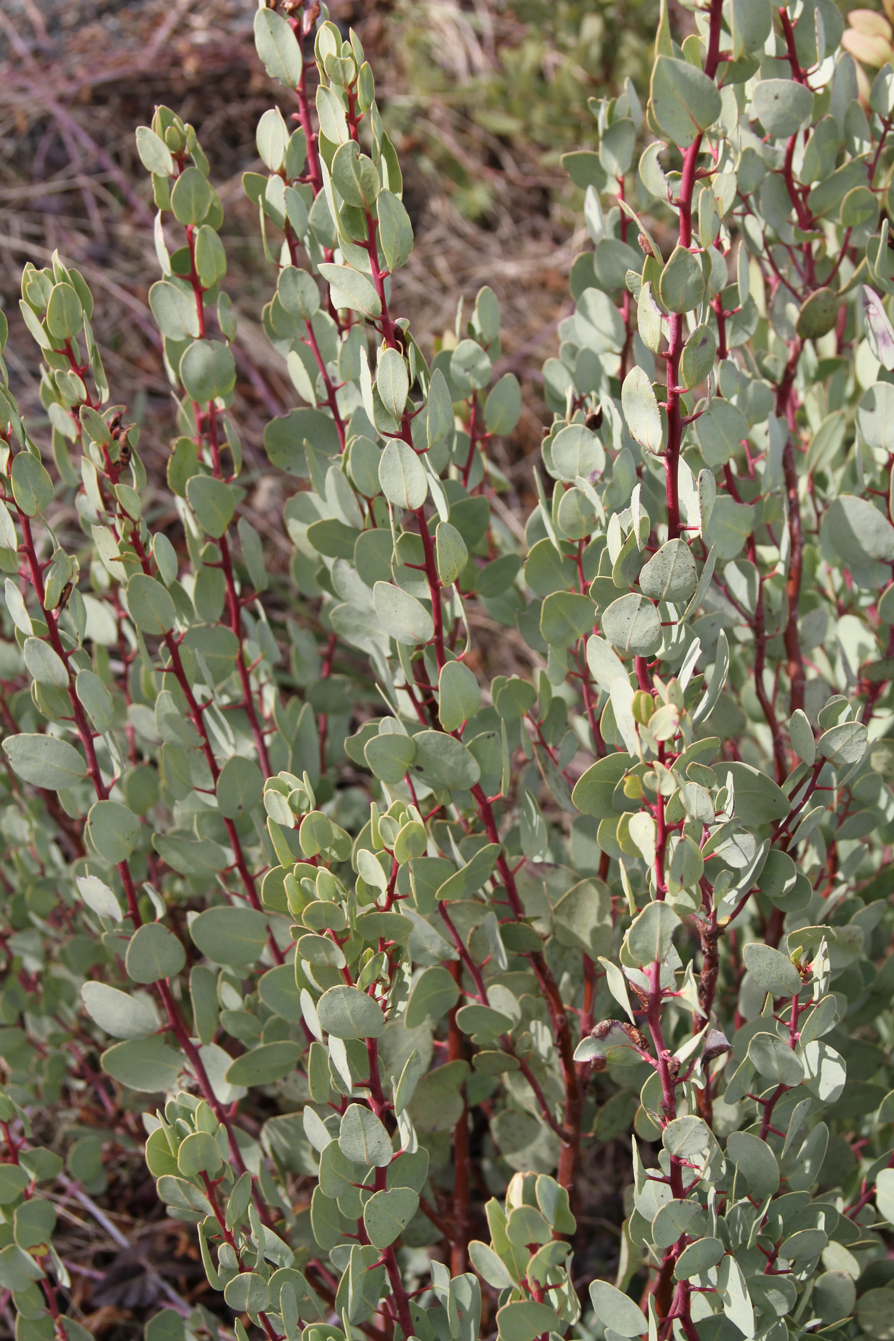 Arctostaphylos canescens 24.019 - Image 2