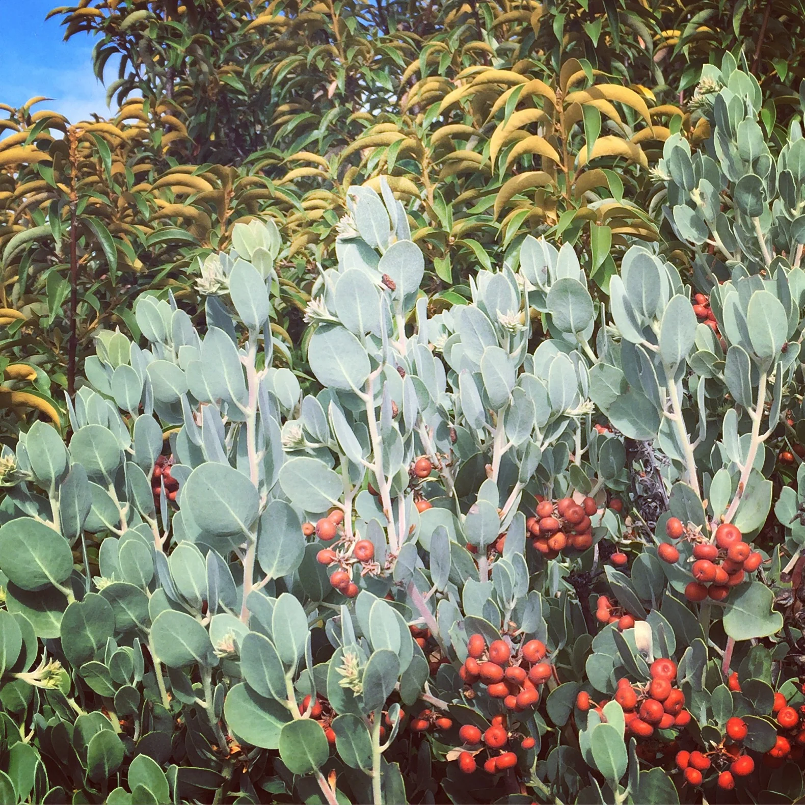 Arctostaphylos canescens 24.019 - Image 3