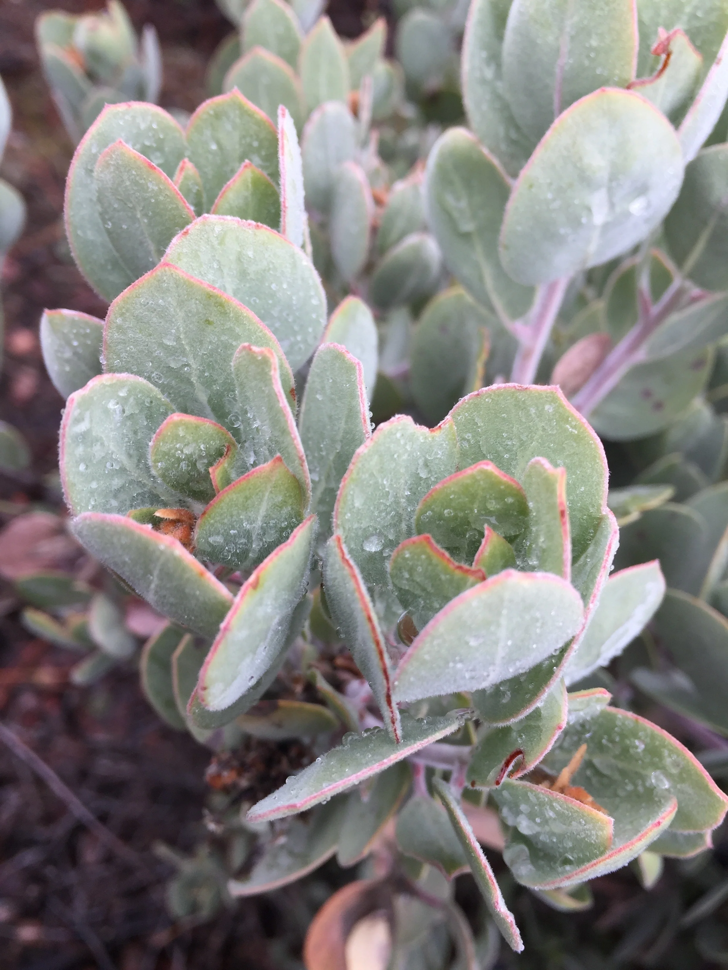 Arctostaphylos canescens 24.019 - Image 4