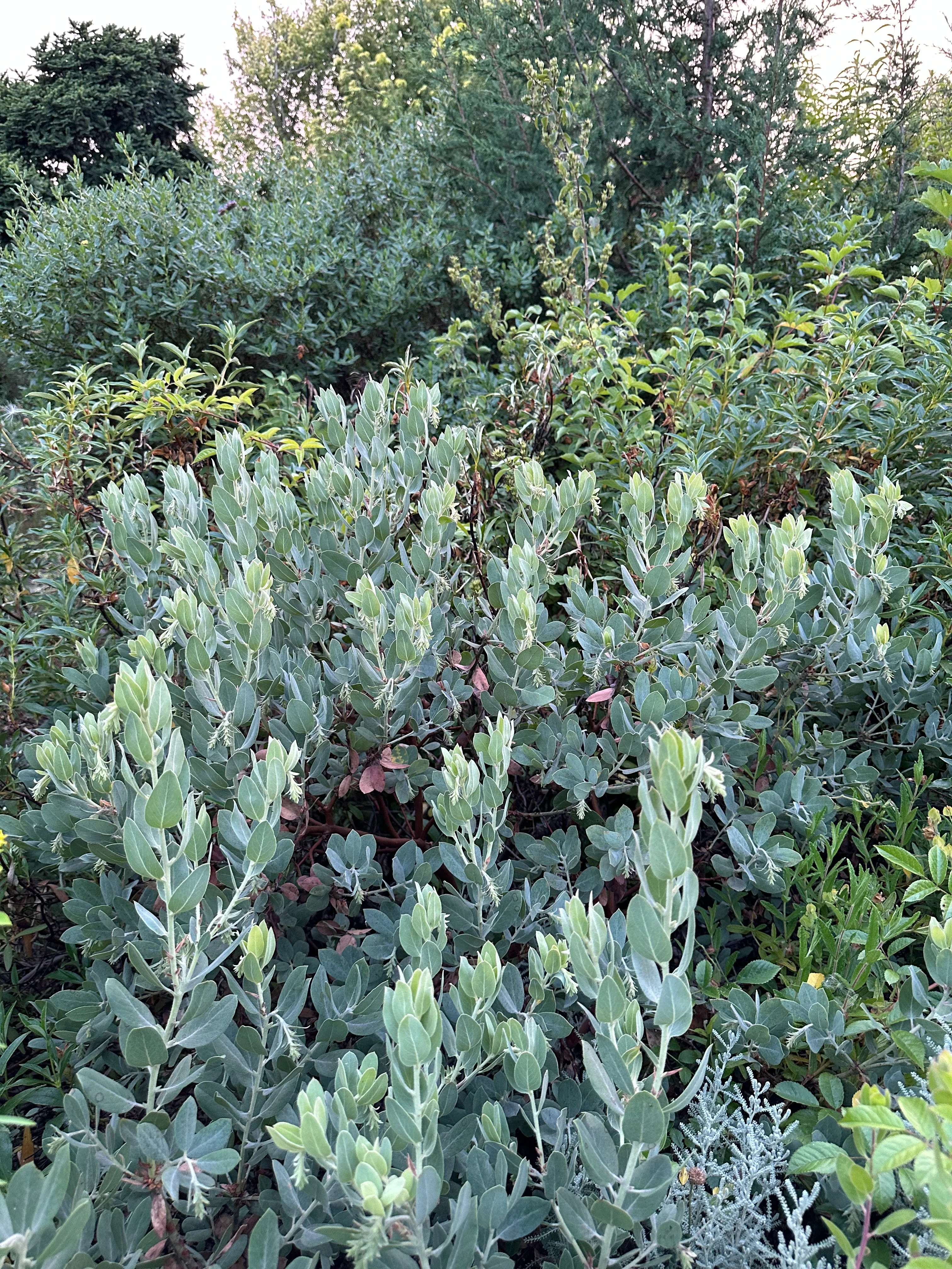 Arctostaphylos columbiana 'Spruce Blue' [larger form] - Image 2