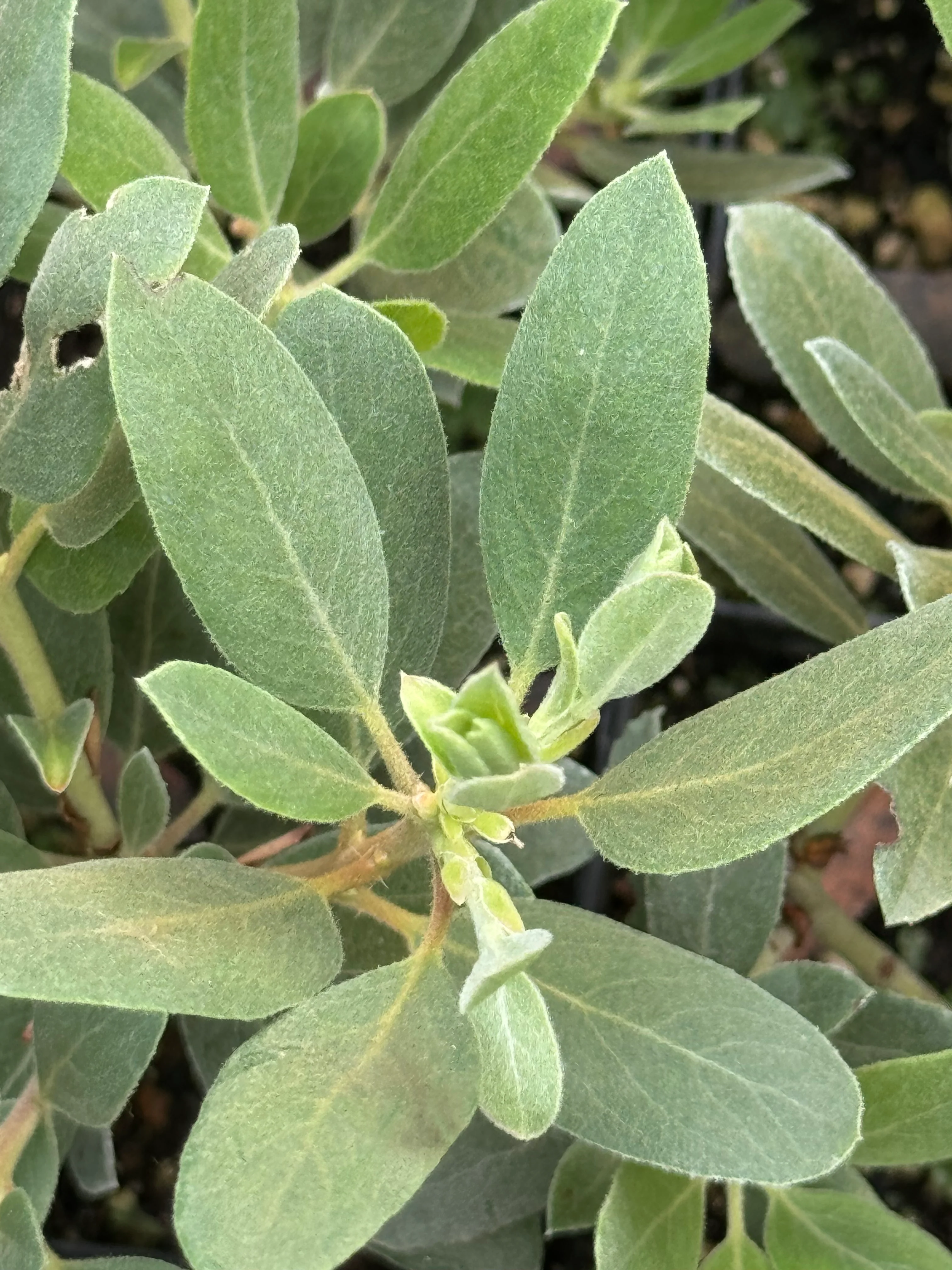 Arctostaphylos columbiana x nortensis 'Ooops' - Image 2