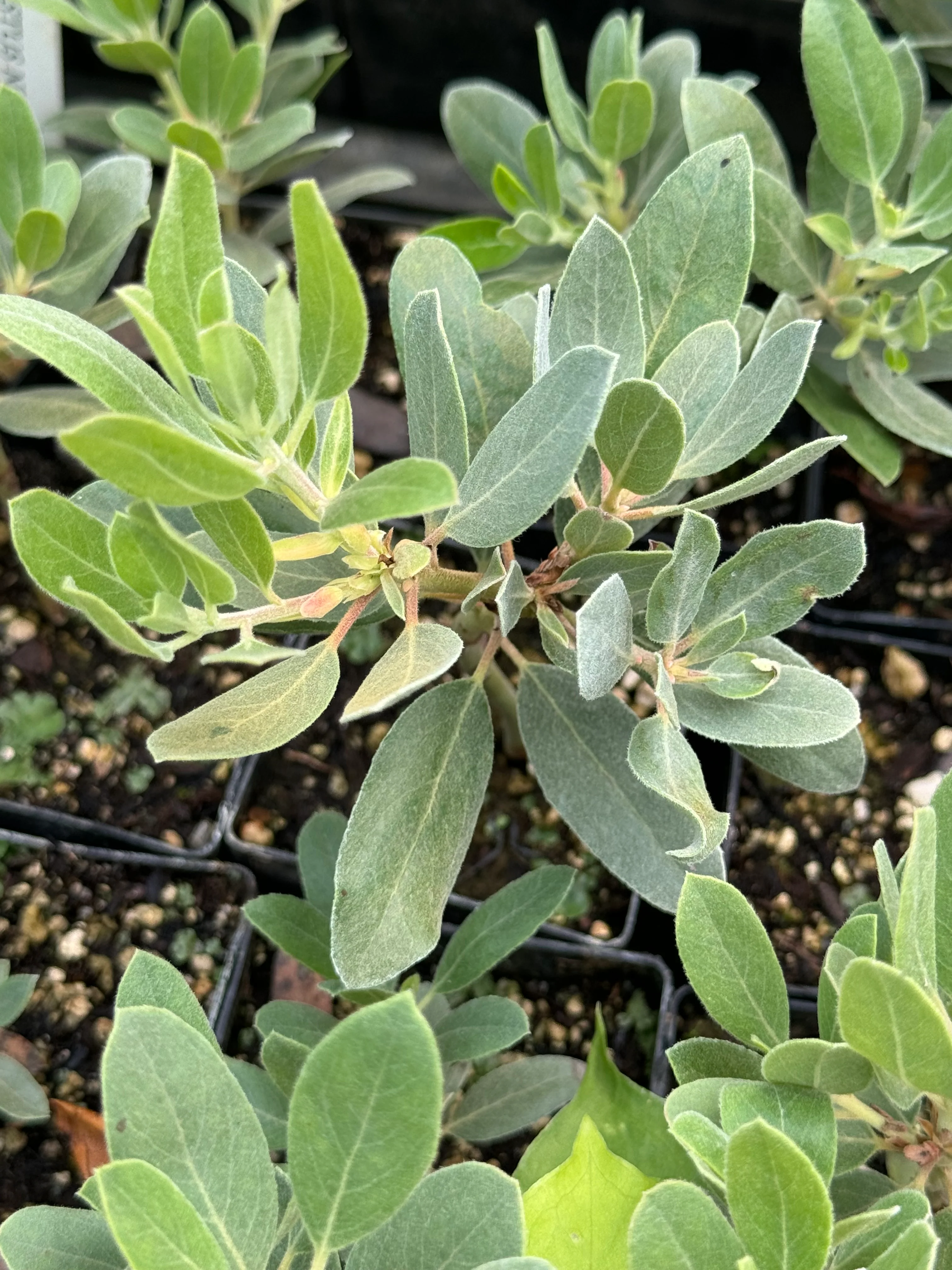 Arctostaphylos columbiana x nortensis 'Ooops' - Image 3