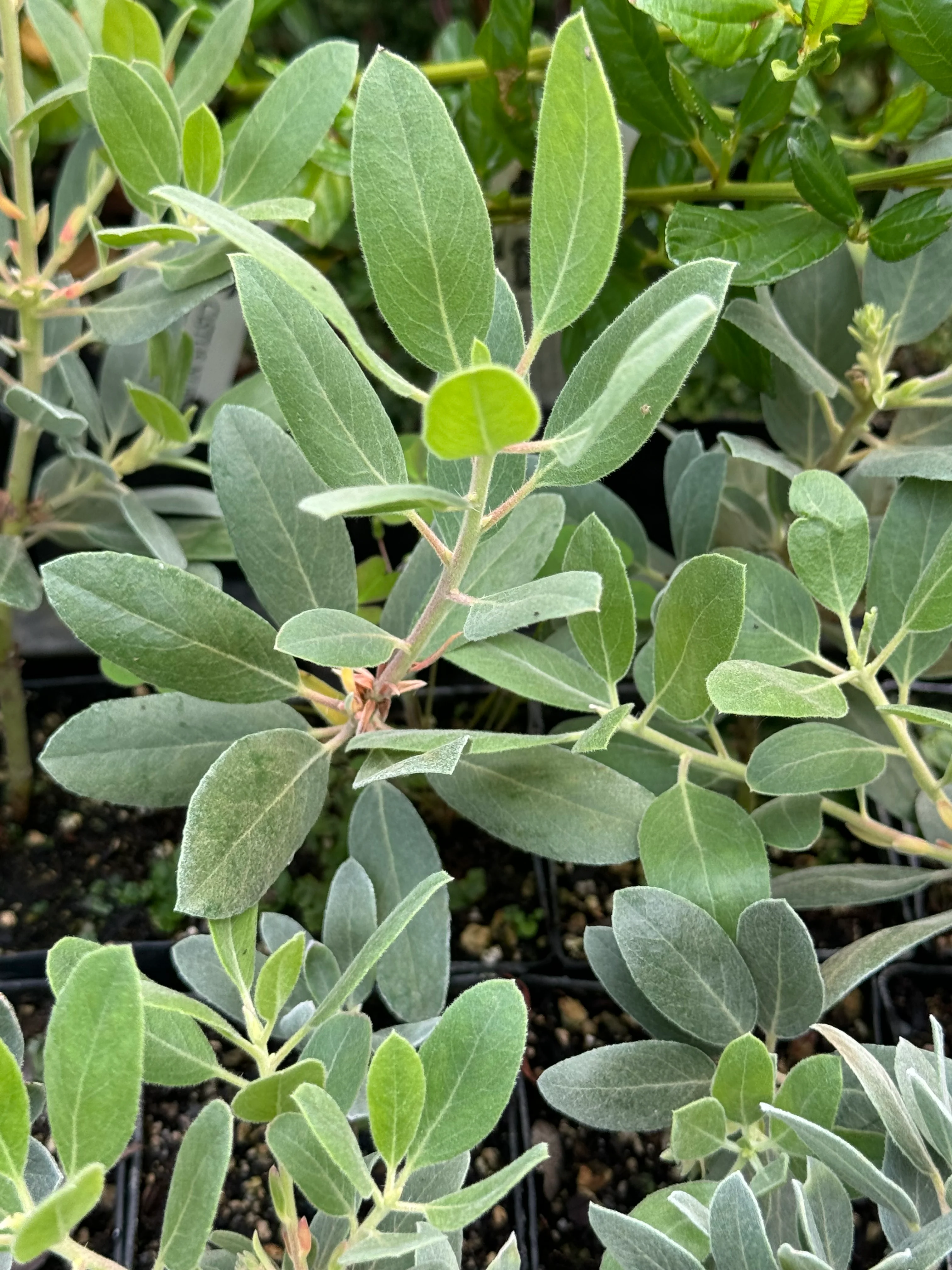 Arctostaphylos columbiana x nortensis 'Ooops' - Image 4