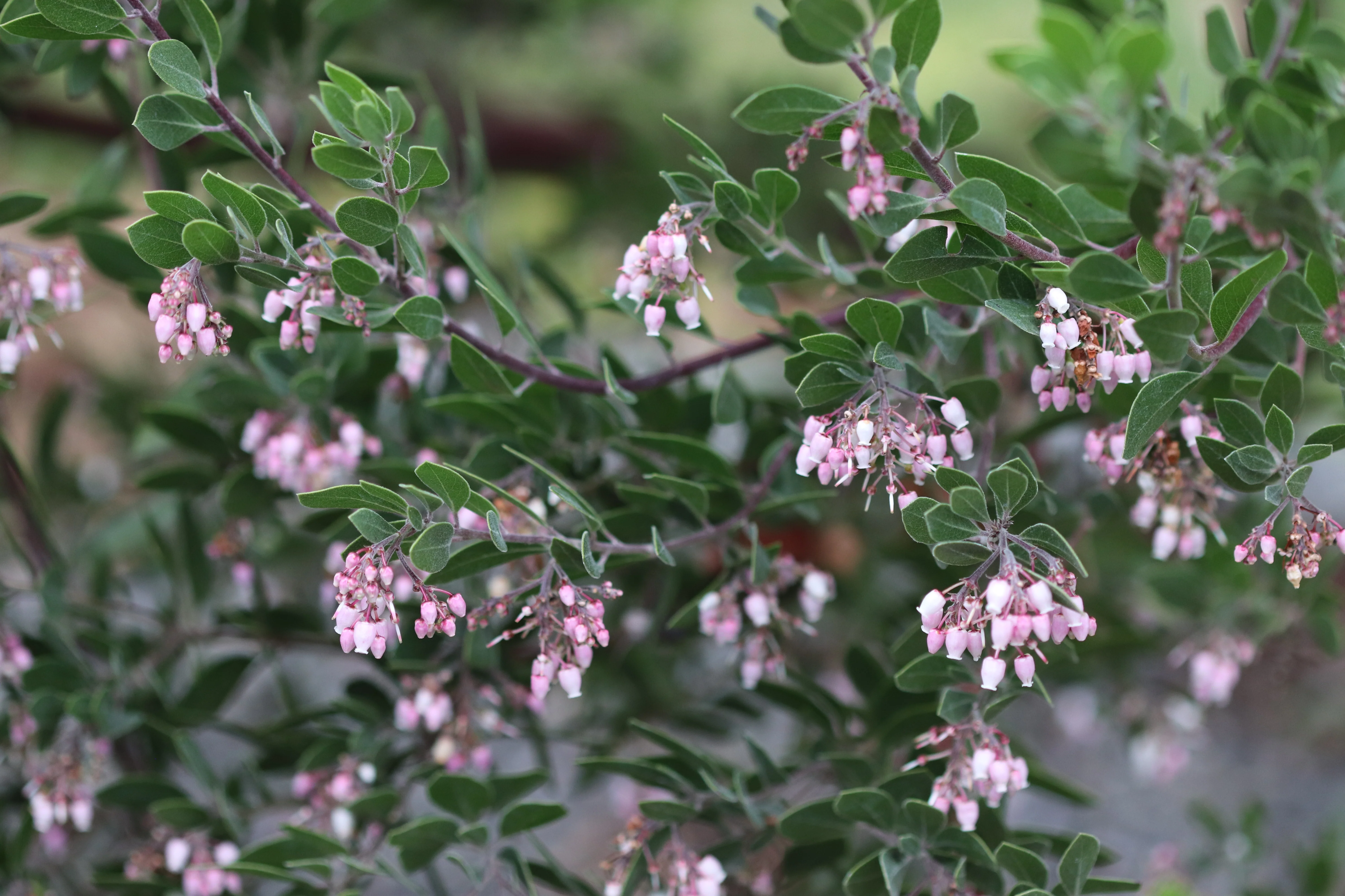 *RETAIL - Arctostaphylos densiflora 'Sentinel' - Image 2