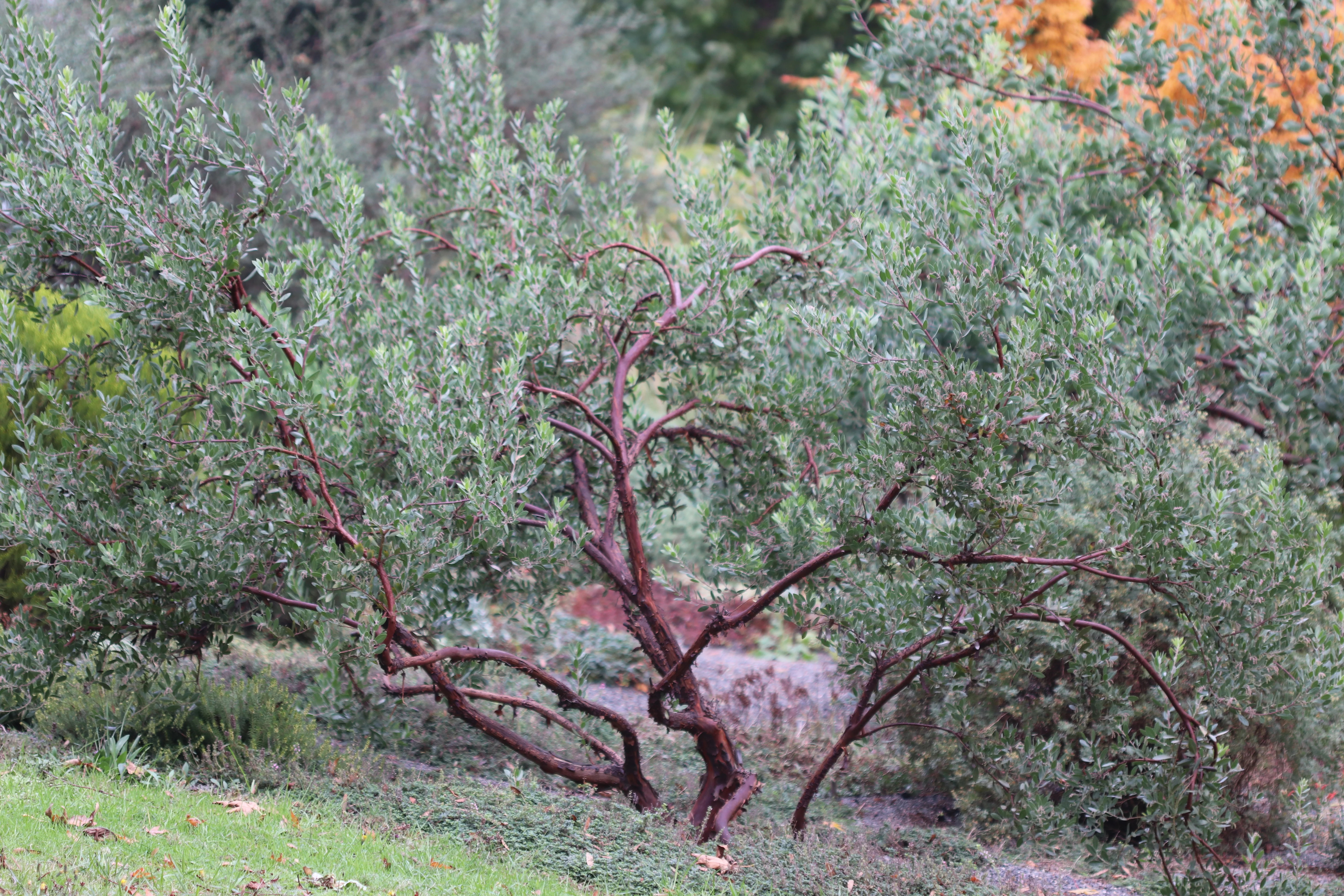 *RETAIL - Arctostaphylos densiflora 'Sentinel' - Image 3