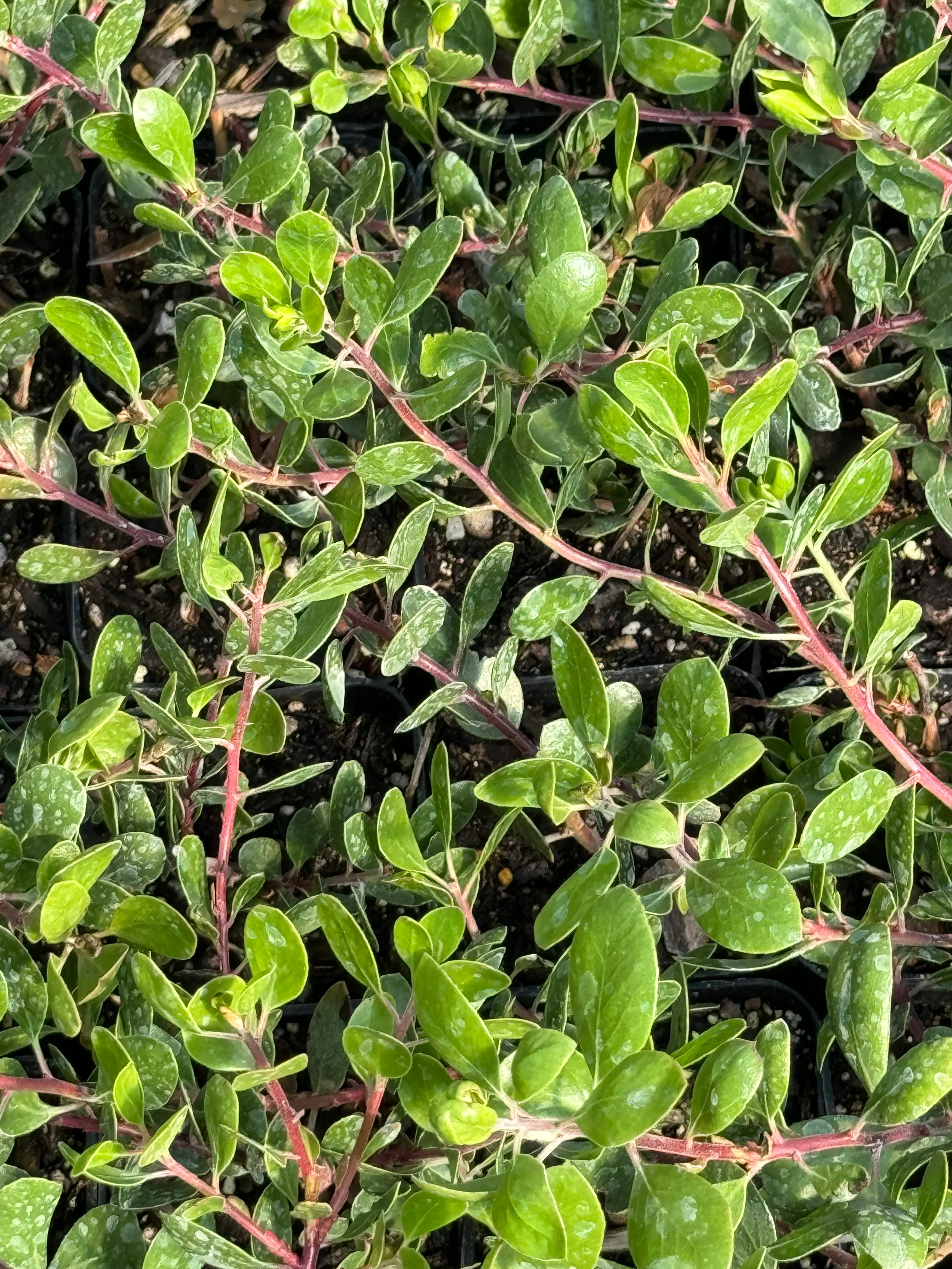 *RETAIL - Arctostaphylos hookeri 'Wayside' - Image 2