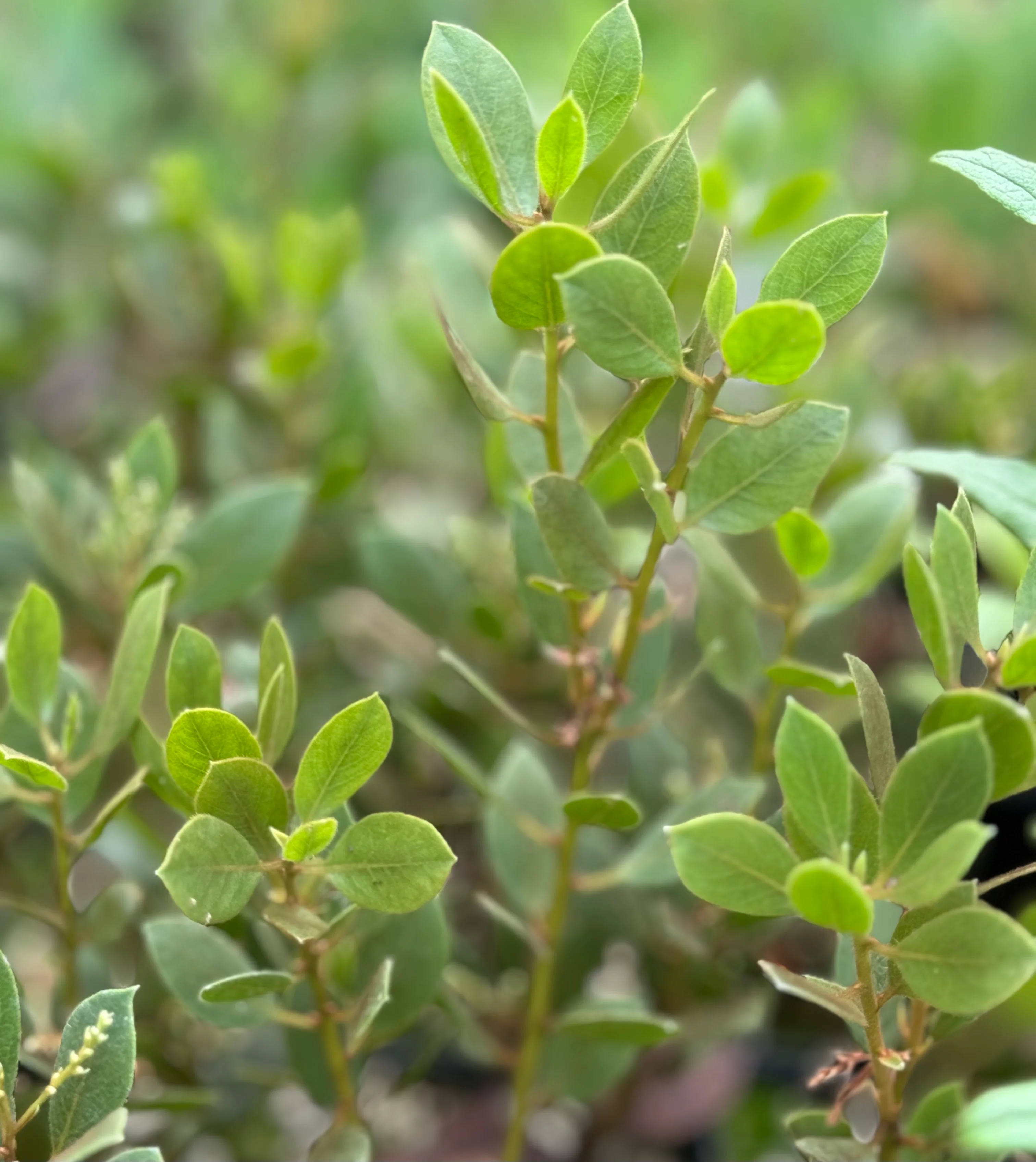 Arctostaphylos hispidula - Image 2