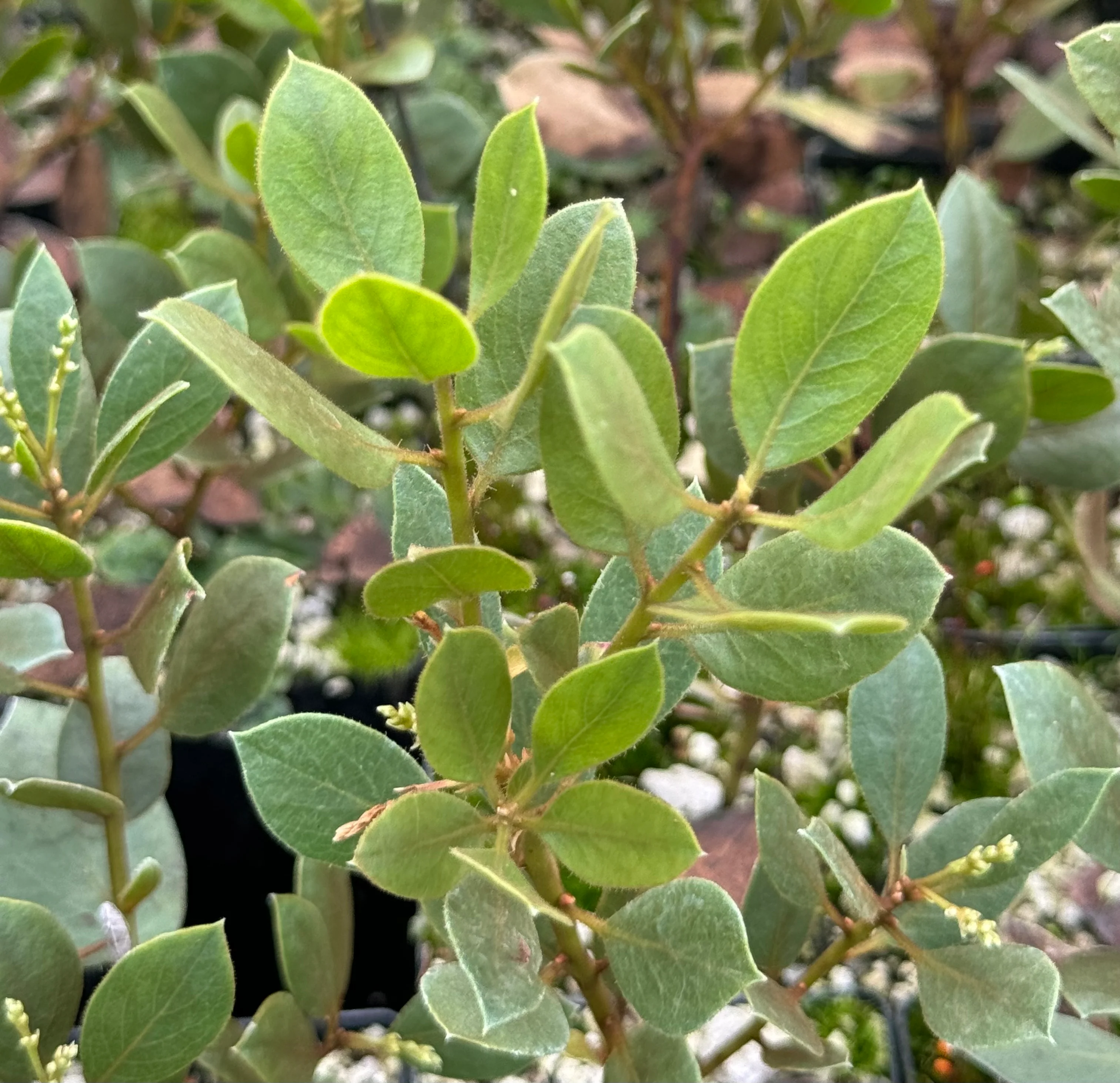 Arctostaphylos hispidula - Image 3