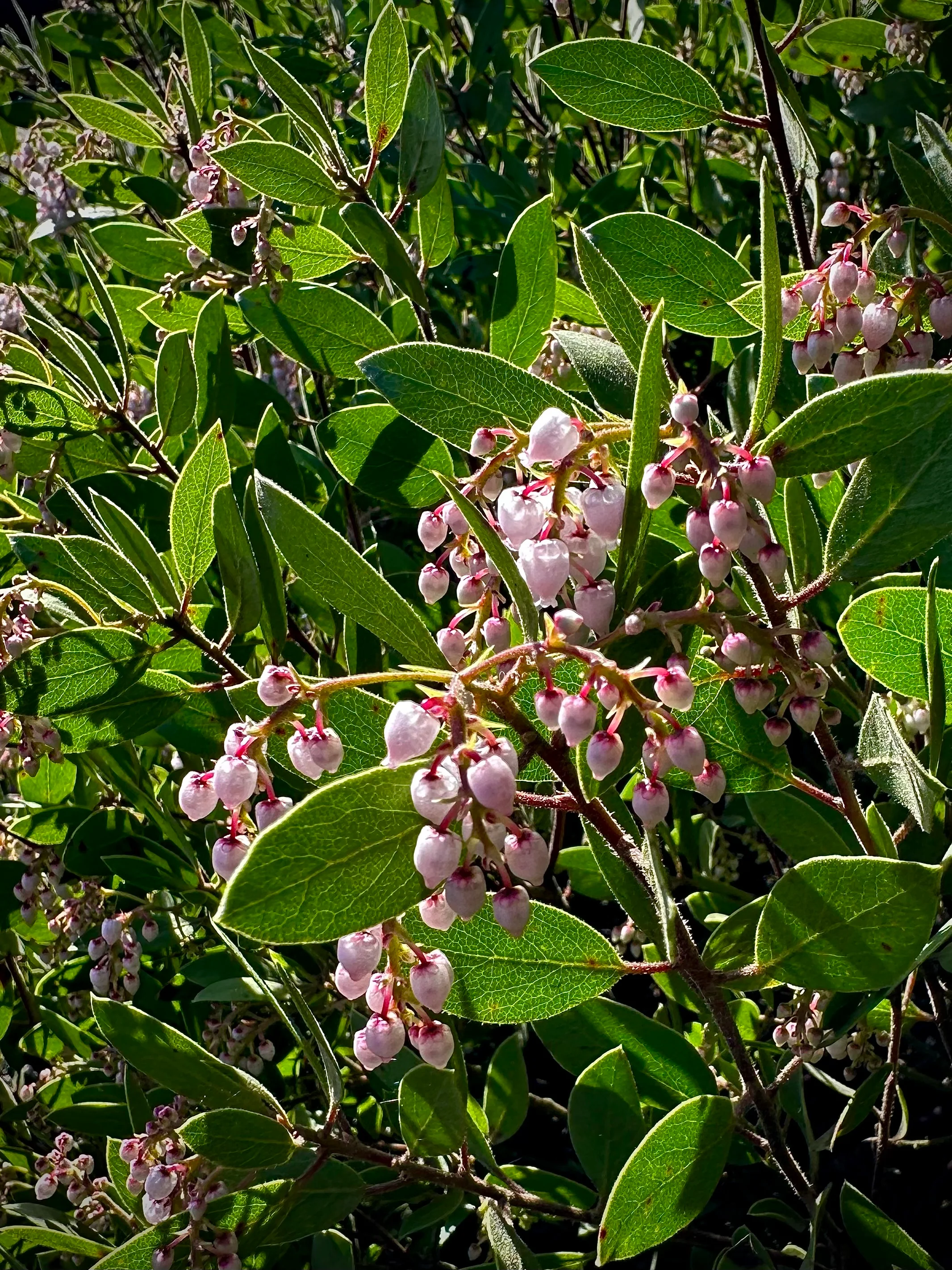 Arctostaphylos hispidula 'Smith'