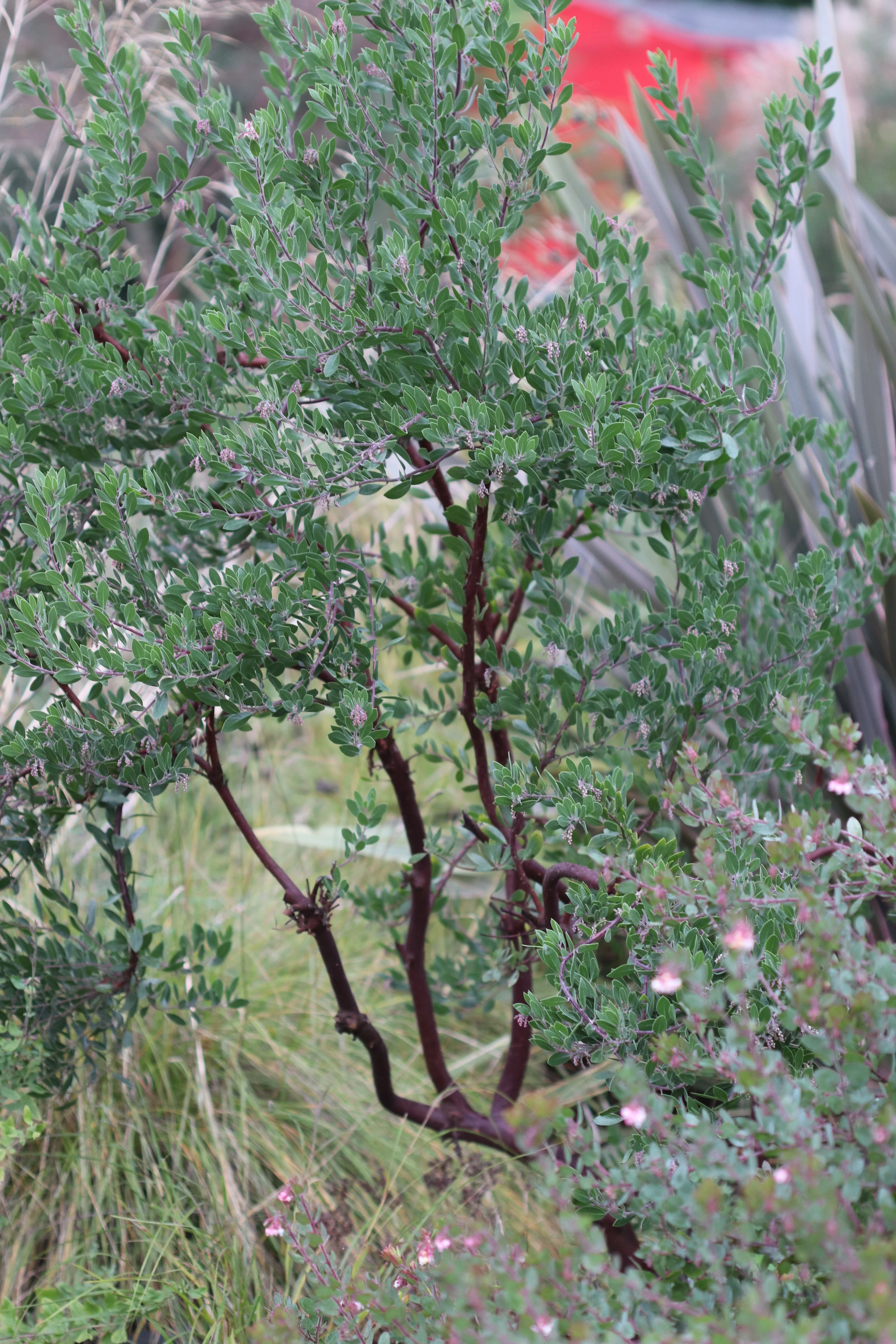 Arctostaphylos densiflora ‘Howard McMinn’ - Image 2