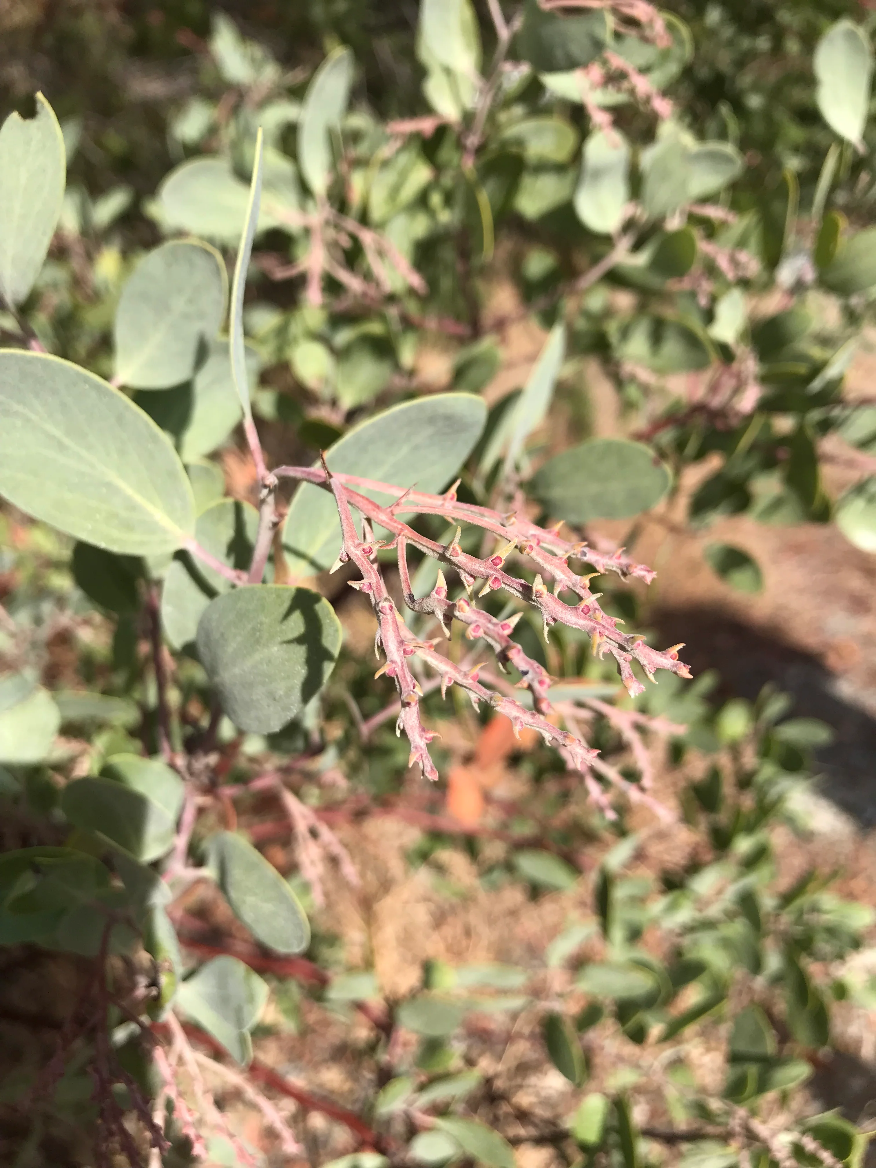Arctostaphylos manzanita ‘Ishi Pishi Sister’ - Image 2