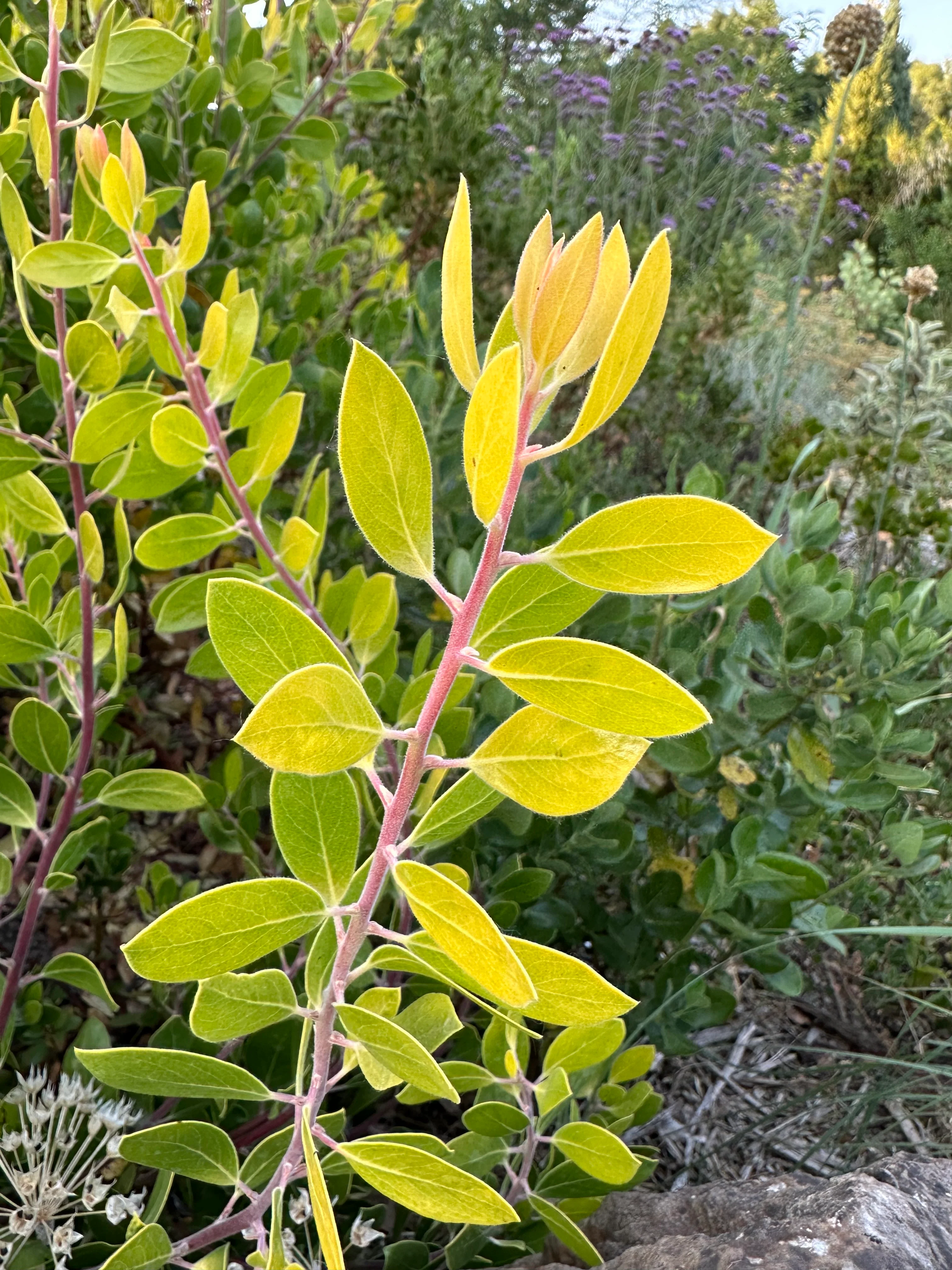 Arctostaphylos manzanita 'Bates Yellow' - Image 2