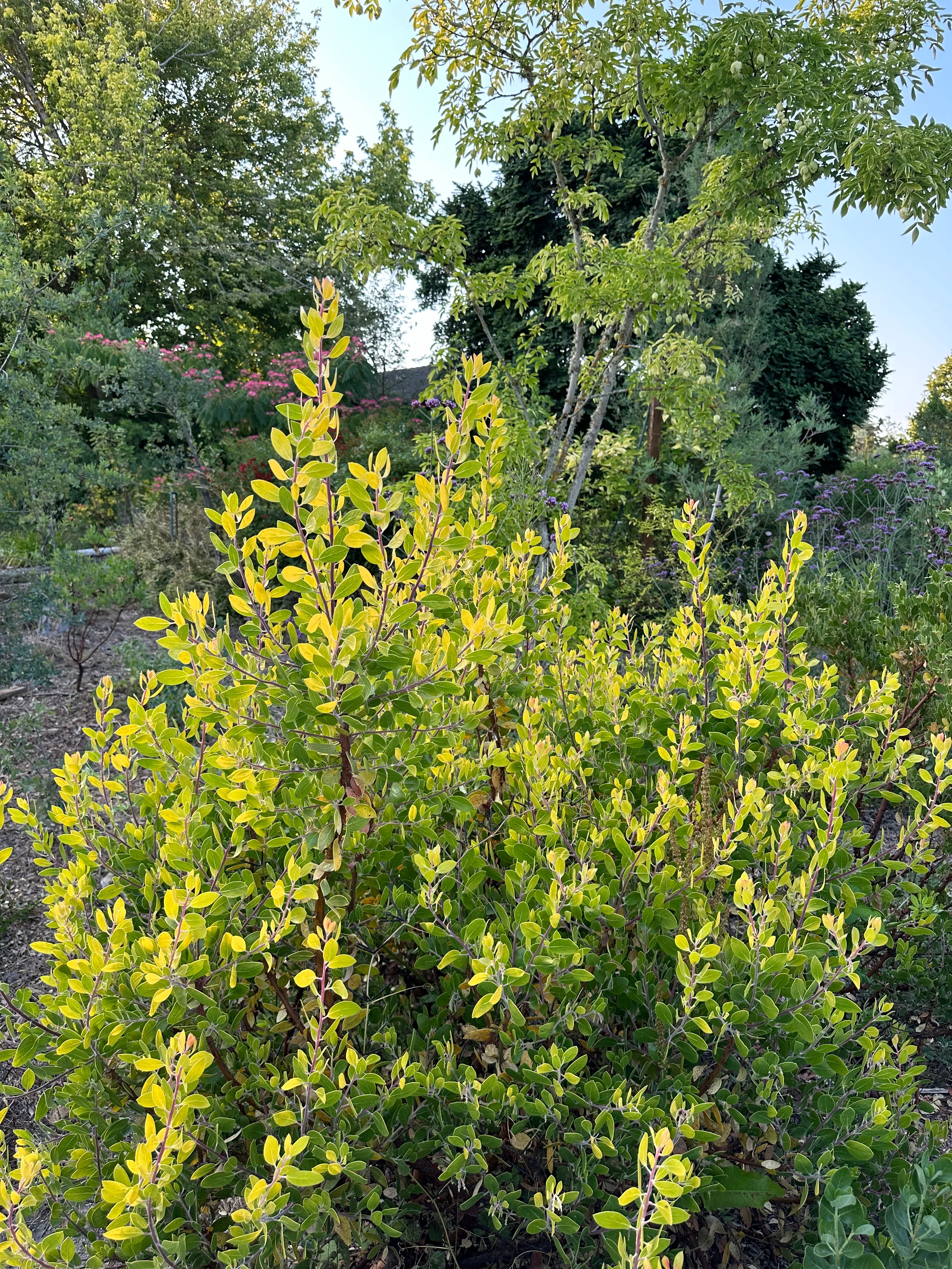 Arctostaphylos manzanita 'Bates Yellow' - Image 3