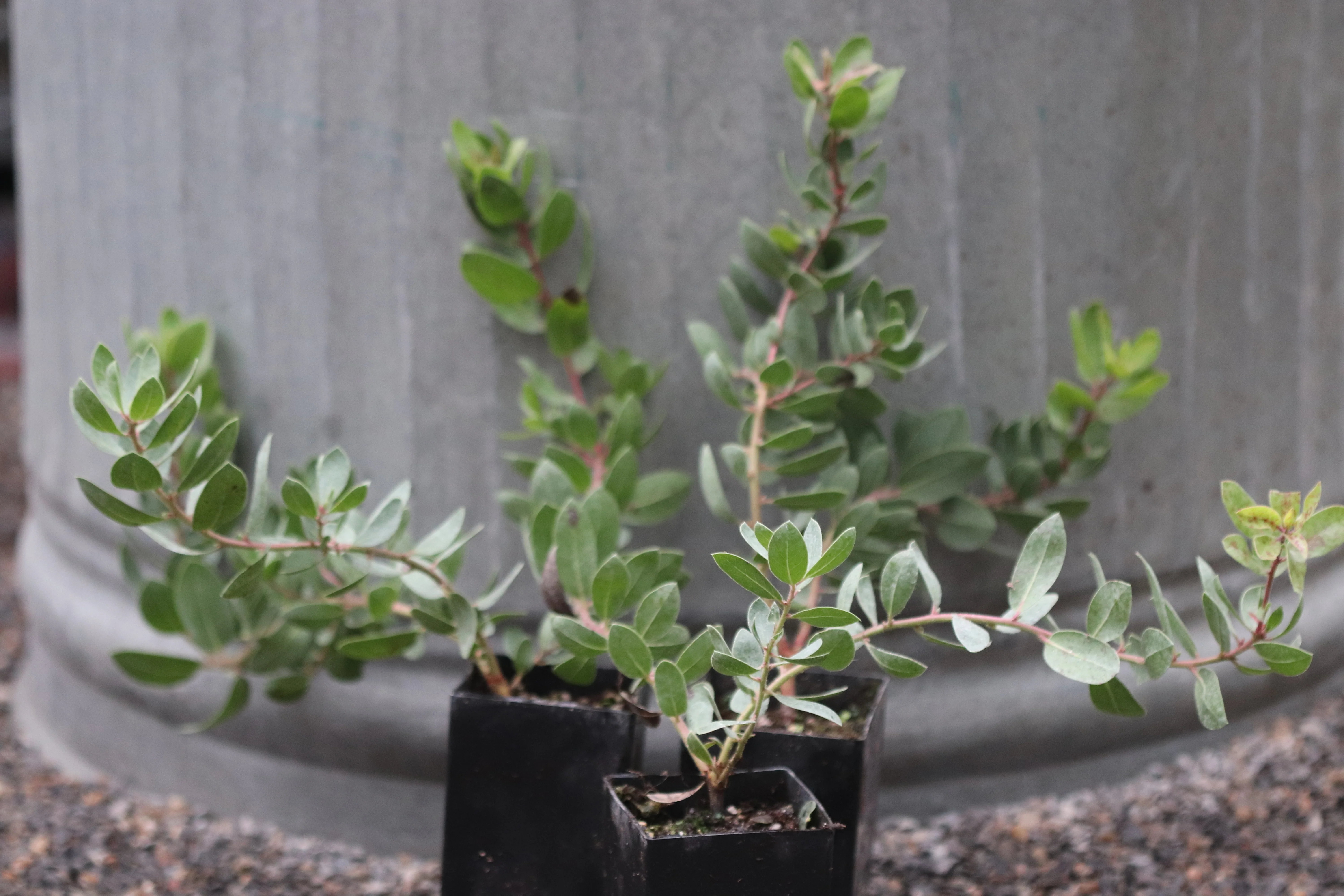 Arctostaphylos montereyensis - Image 2