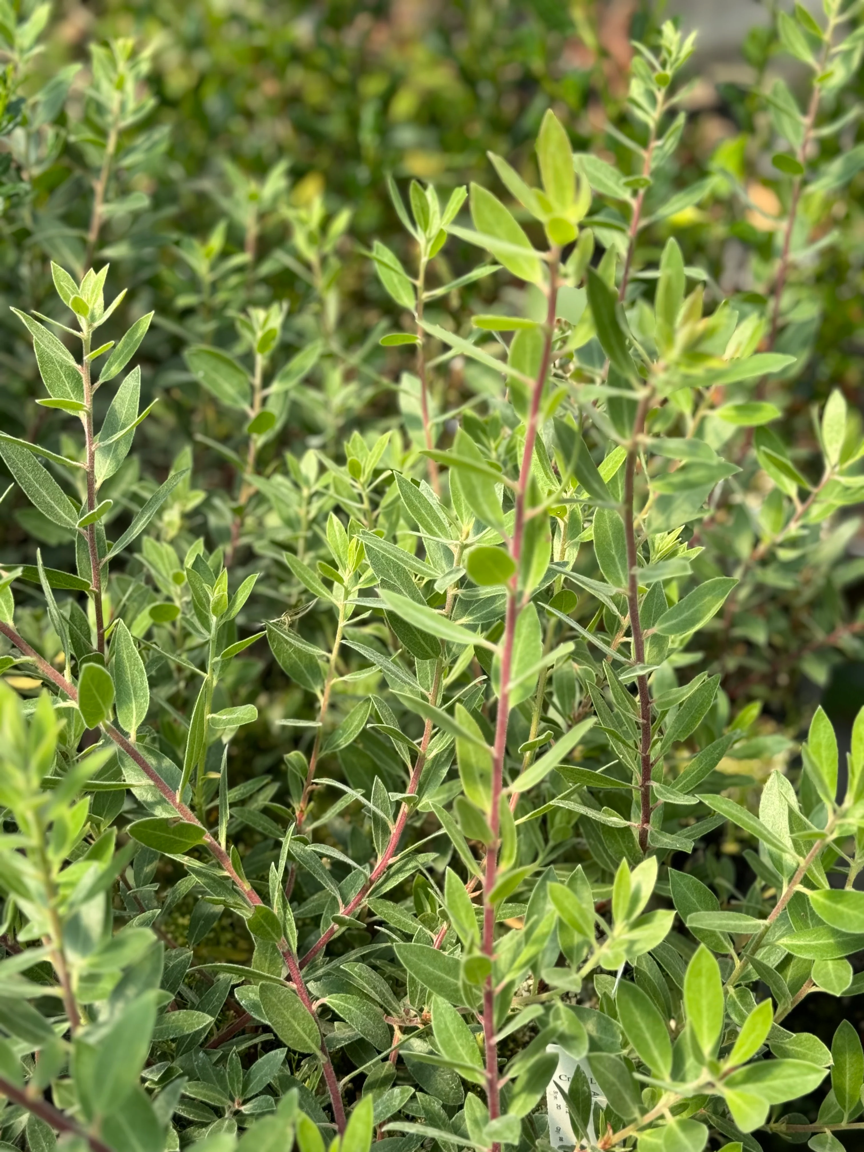 Arctostaphylos 'Pacific Mist' - Image 2