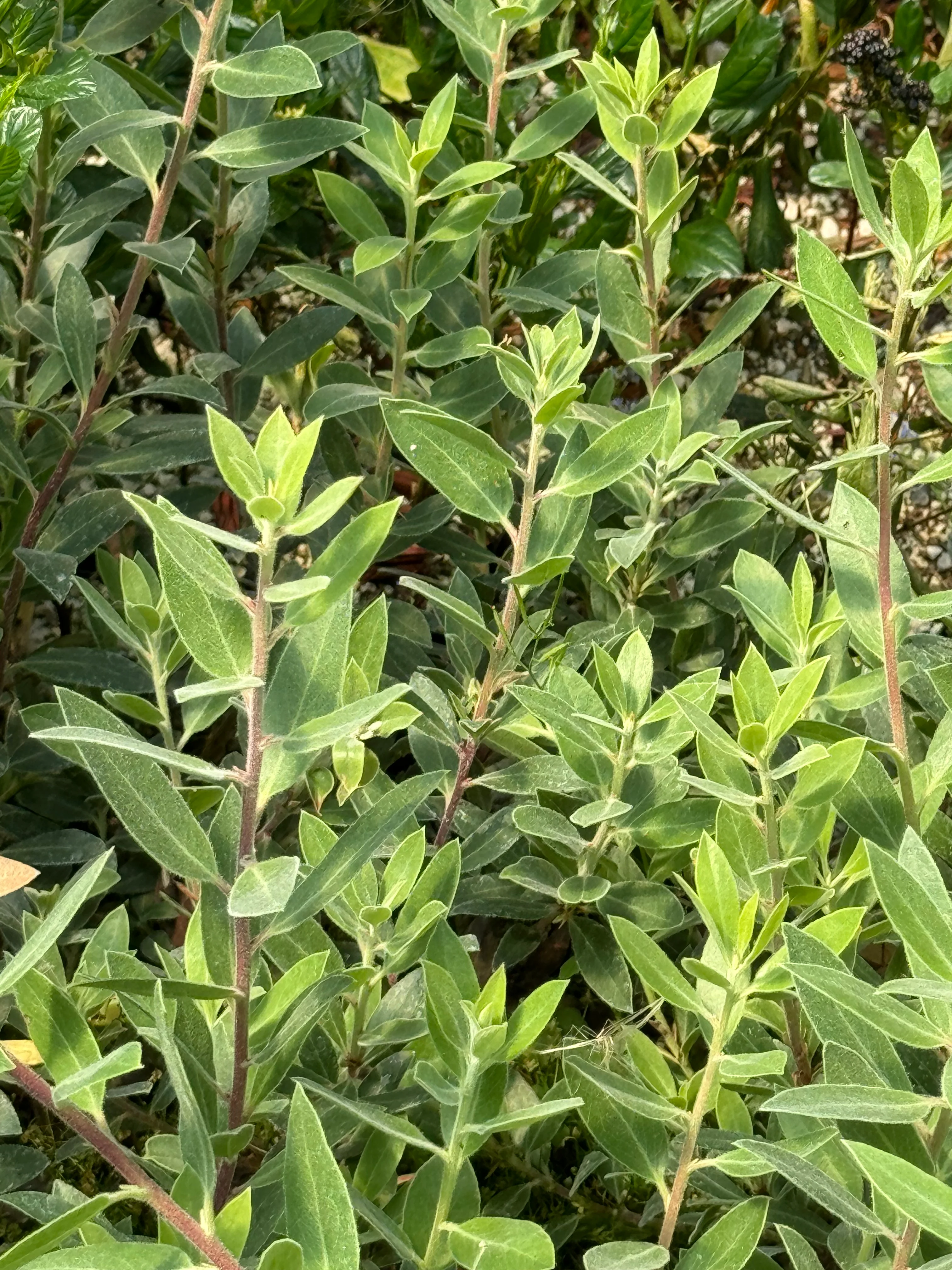 Arctostaphylos 'Pacific Mist' - Image 3
