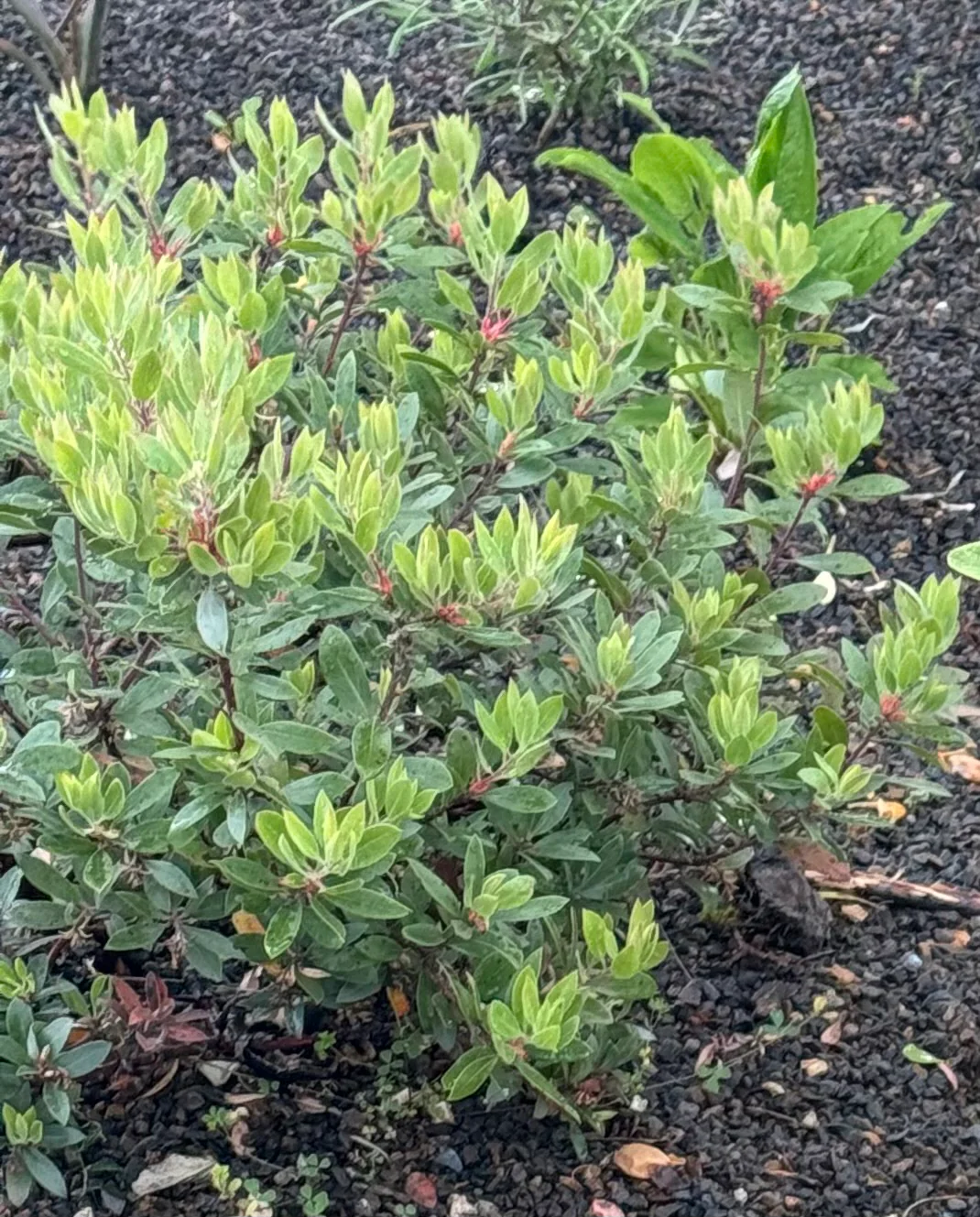 Arctostaphylos 'Pacific Mist' - Image 4