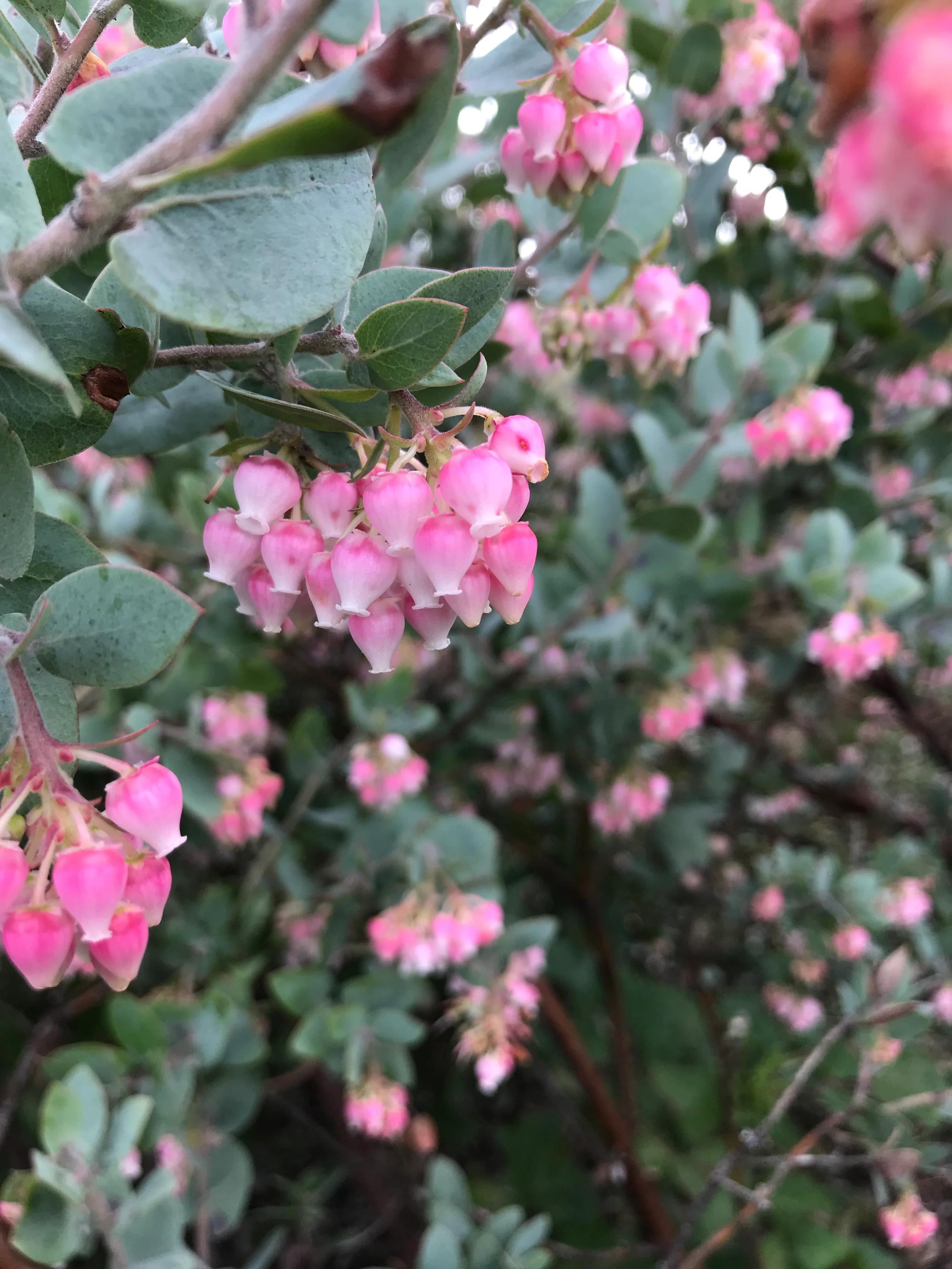 Arctostaphylos pajaroensis 'Warren Roberts'