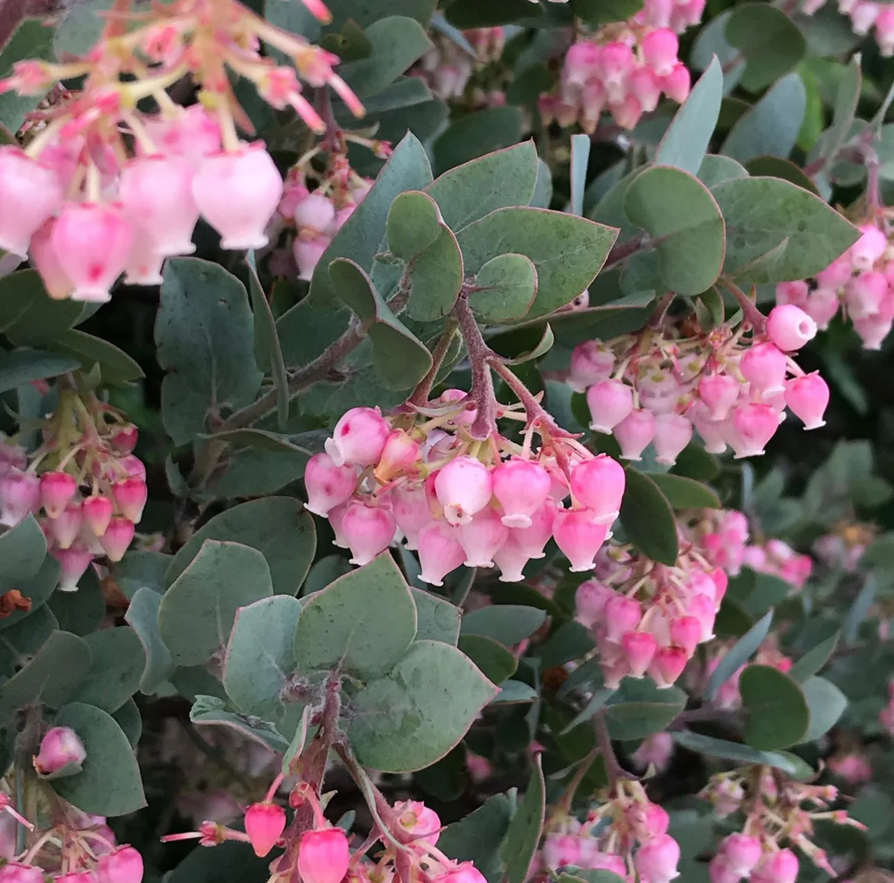 Arctostaphylos pajaroensis 'Warren Roberts' - Image 2
