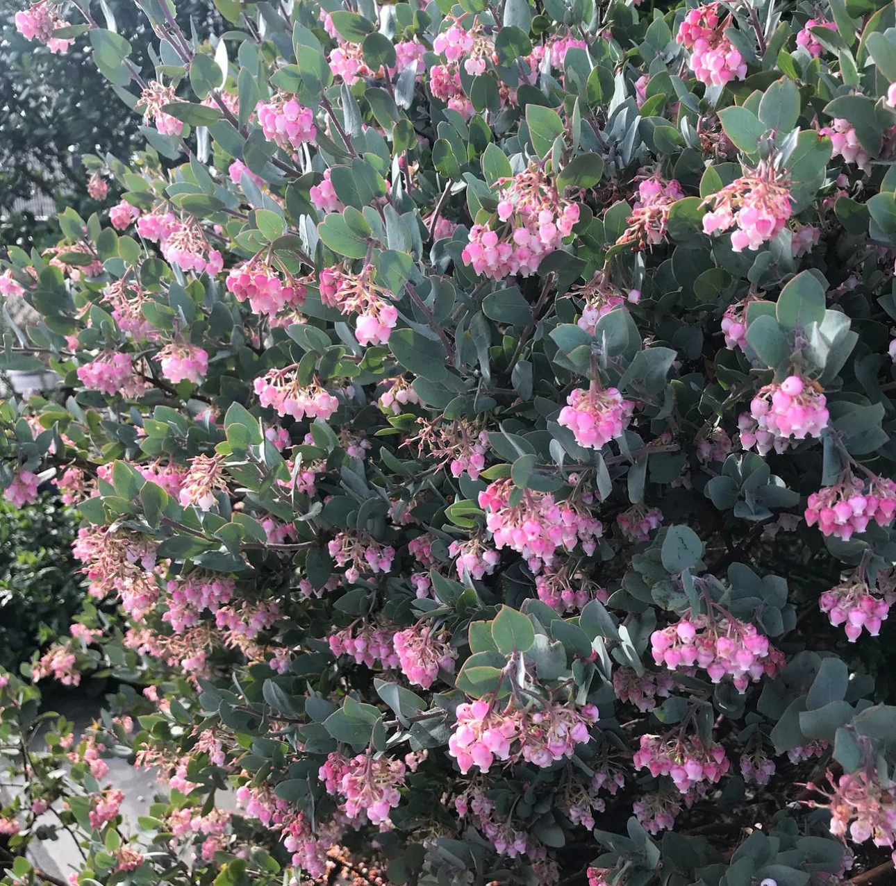 Arctostaphylos pajaroensis 'Warren Roberts' - Image 3