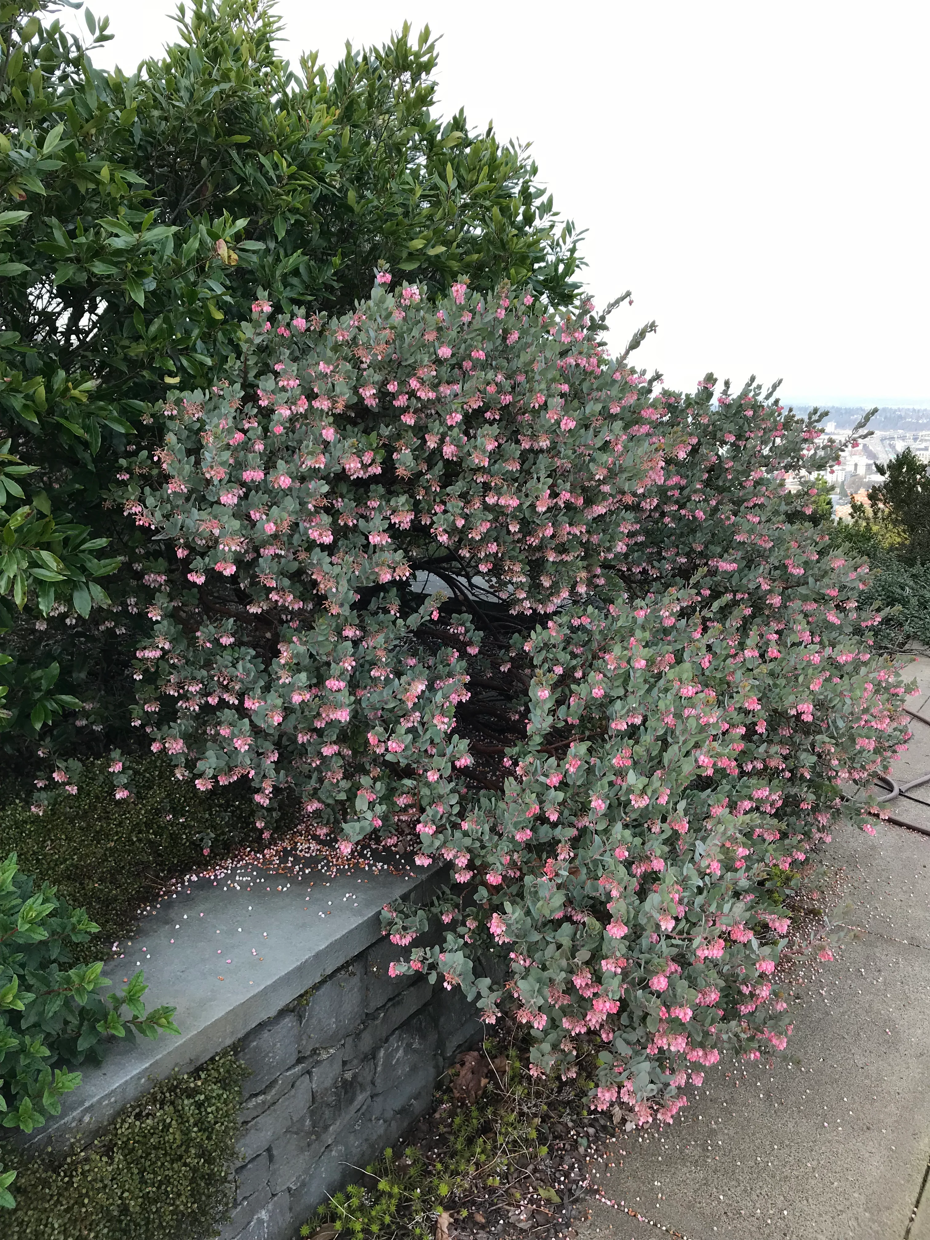 Arctostaphylos pajaroensis 'Warren Roberts' - Image 4