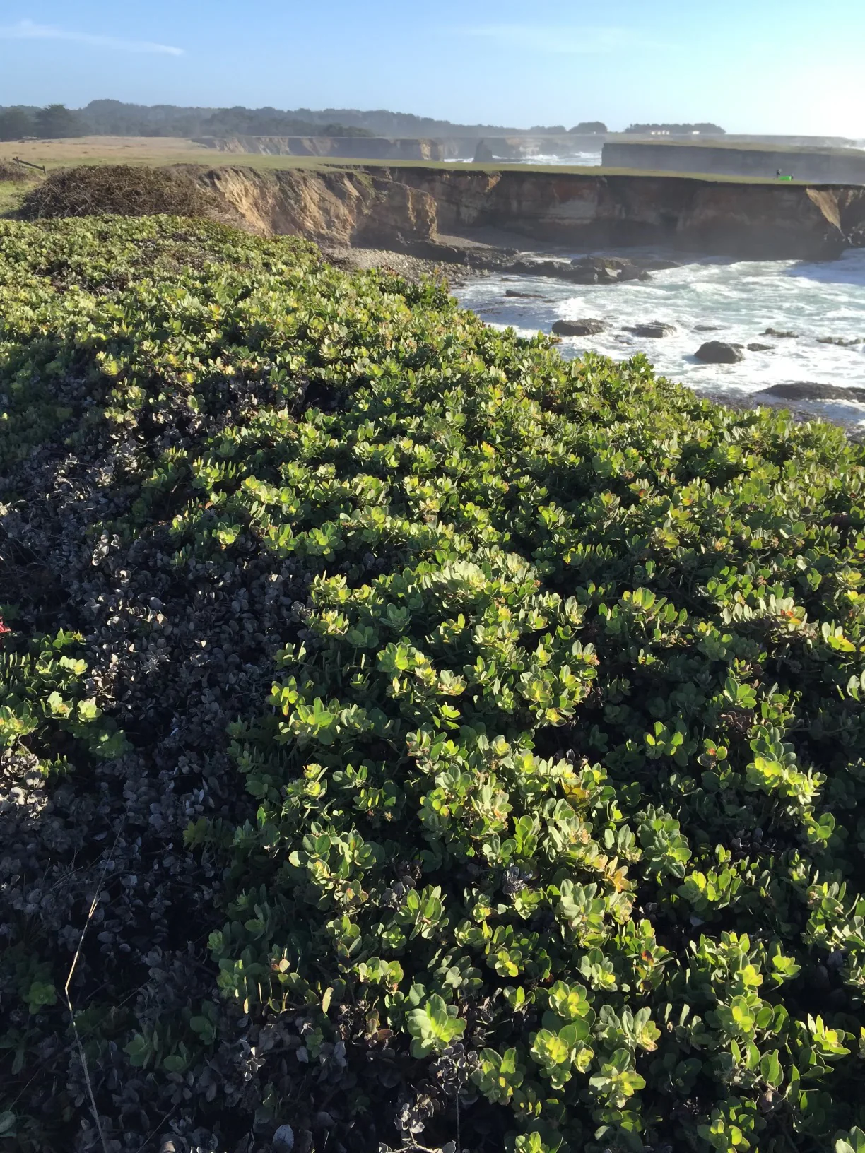 Arctostaphylos x media 'Point Arena' - Image 2