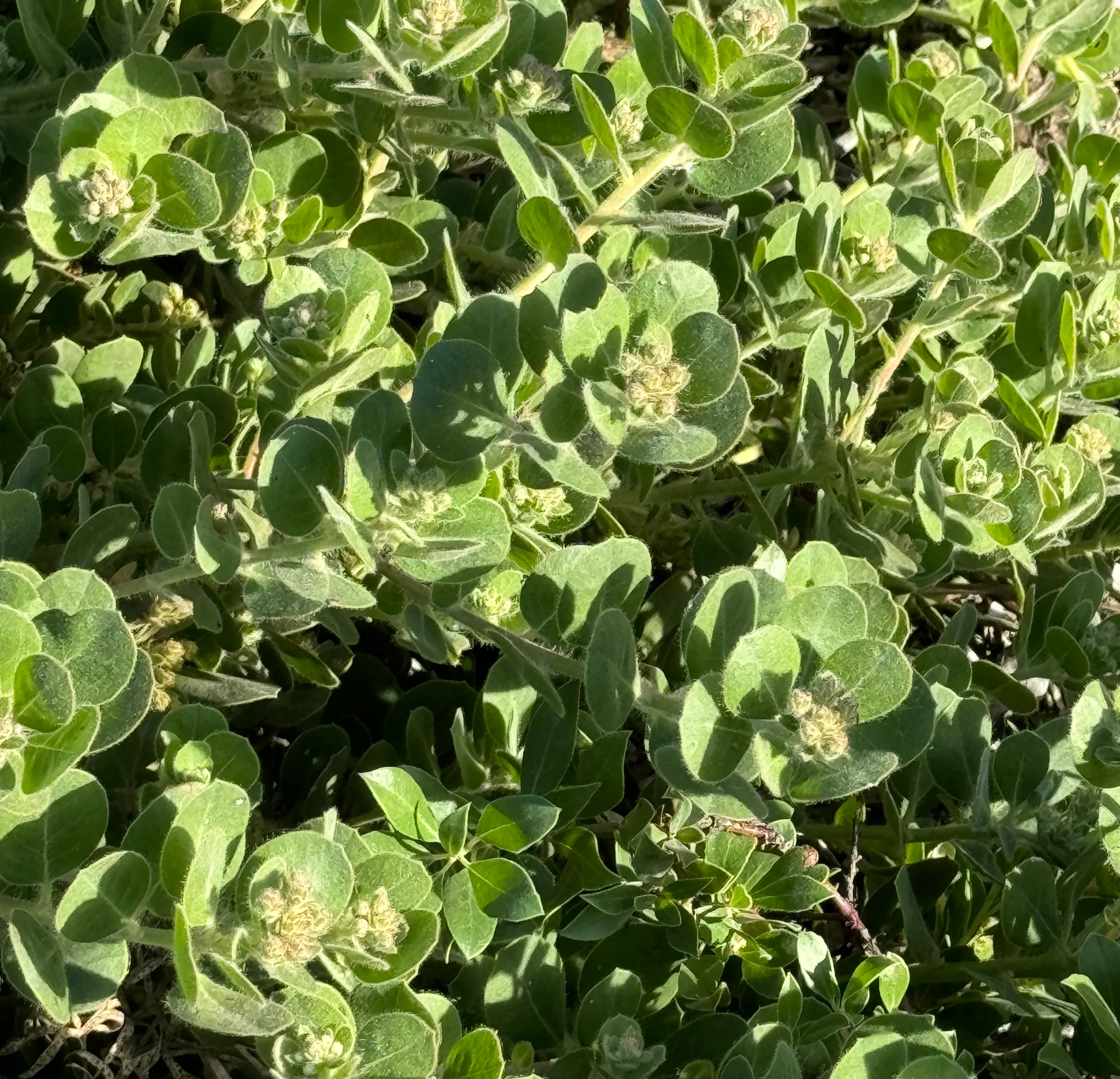 Arctostaphylos x media 'Point Arena' - Image 3