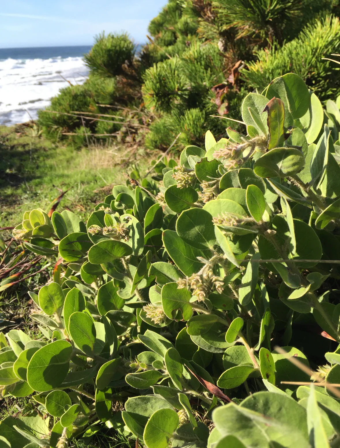 Arctostaphylos x media 'Point Arena' - Image 4