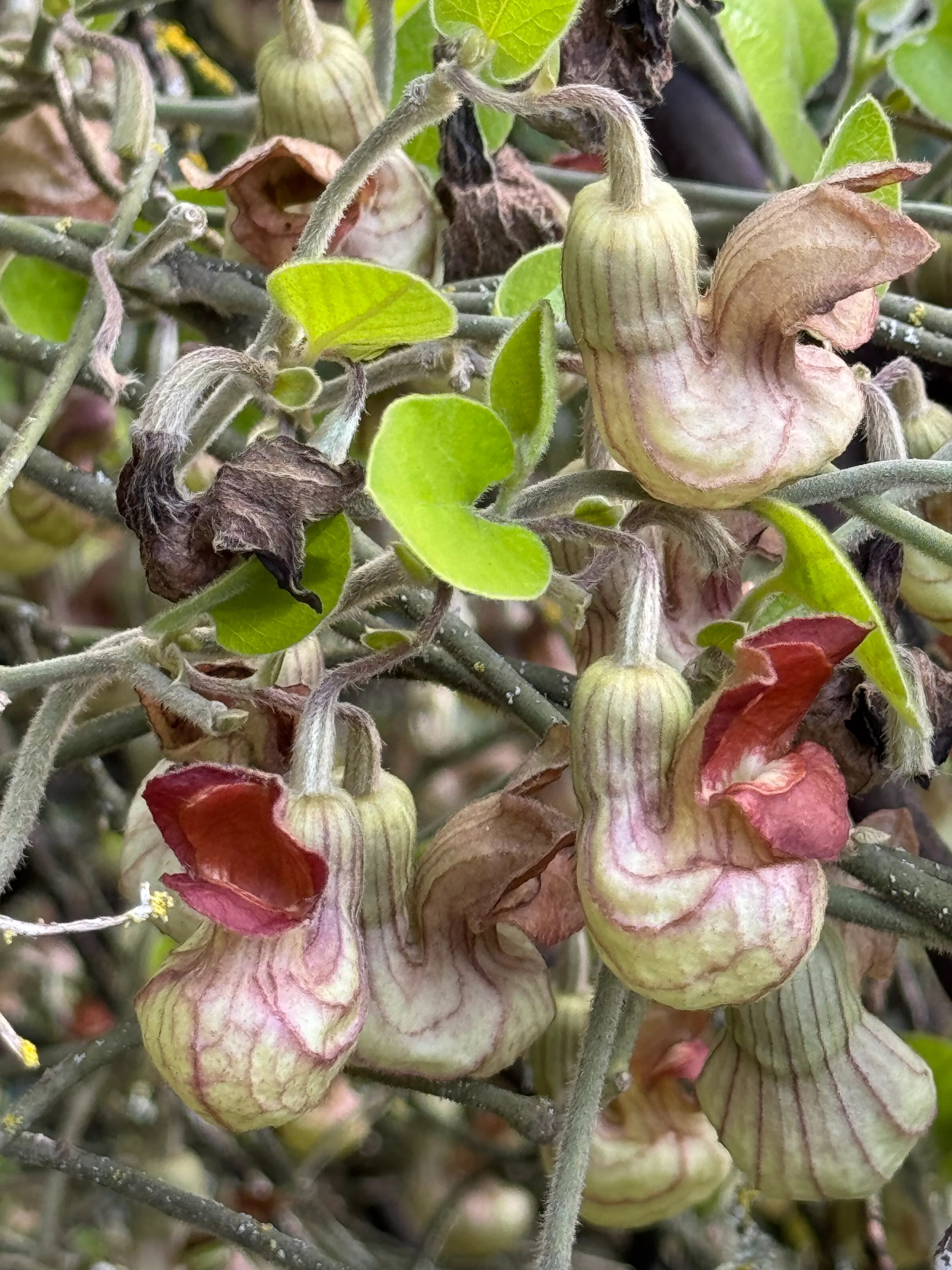 Aristolochia californica 'Bridge Party'