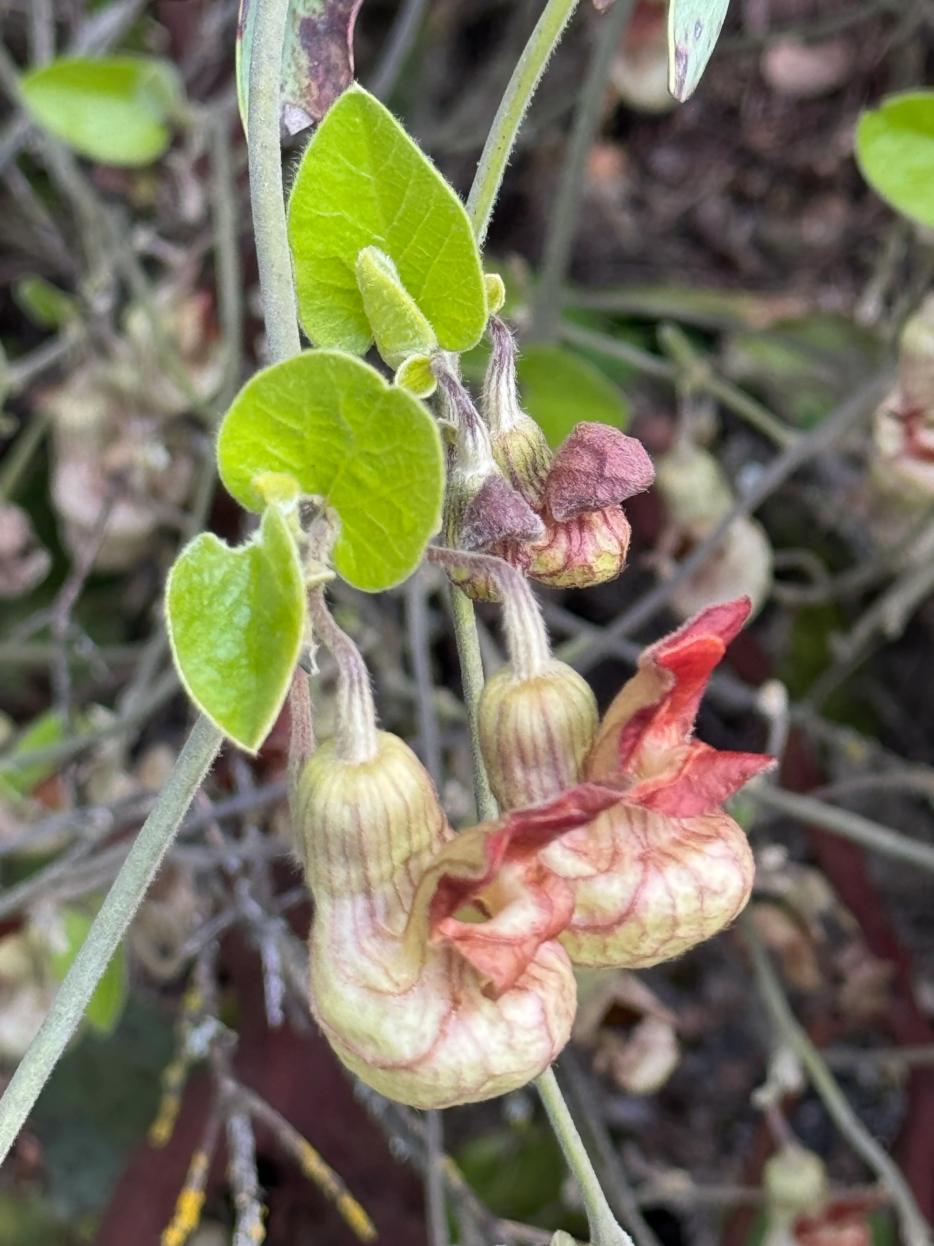 Aristolochia californica 'Bridge Party' - Image 2
