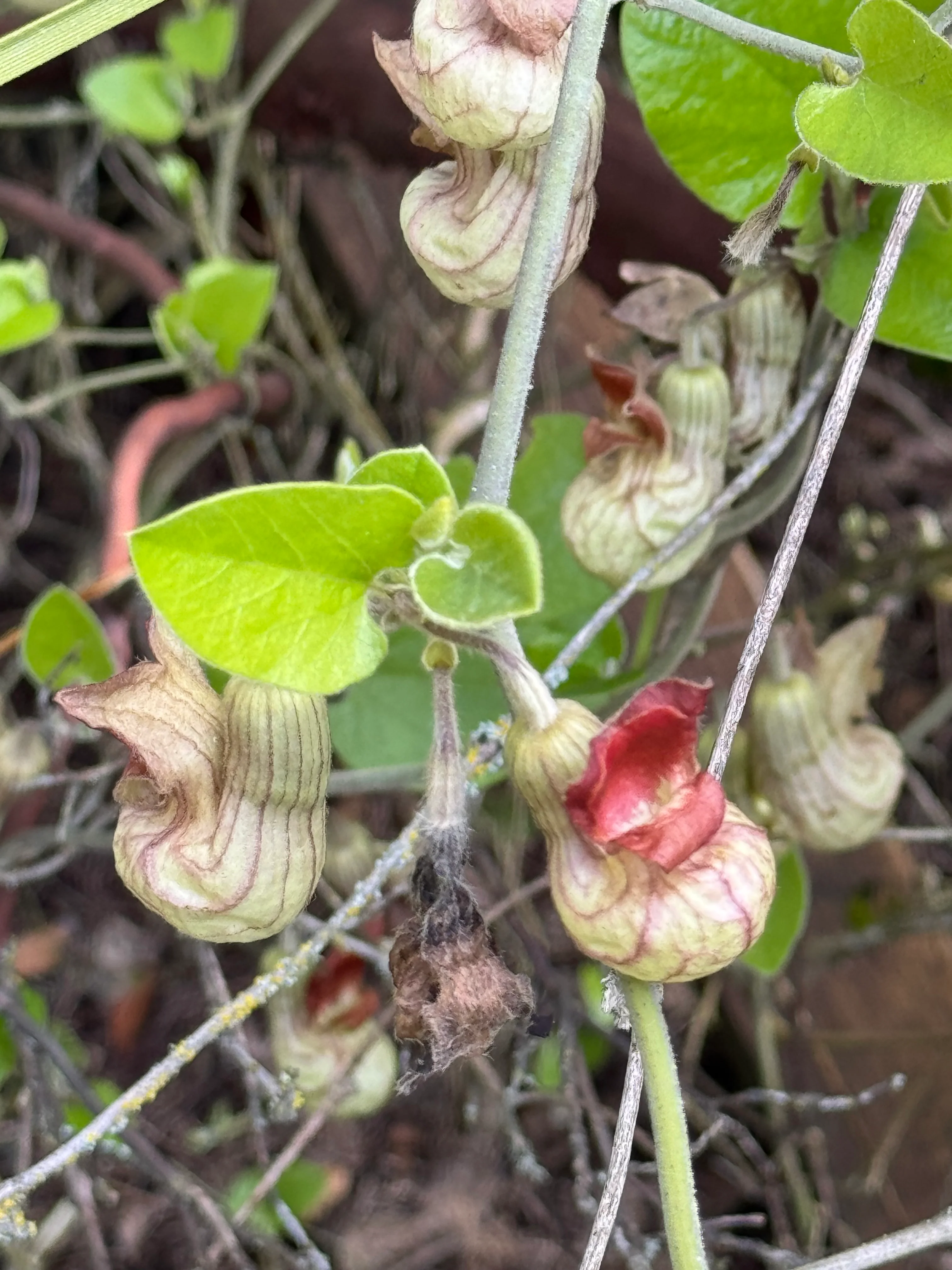 Aristolochia californica 'Bridge Party' - Image 3