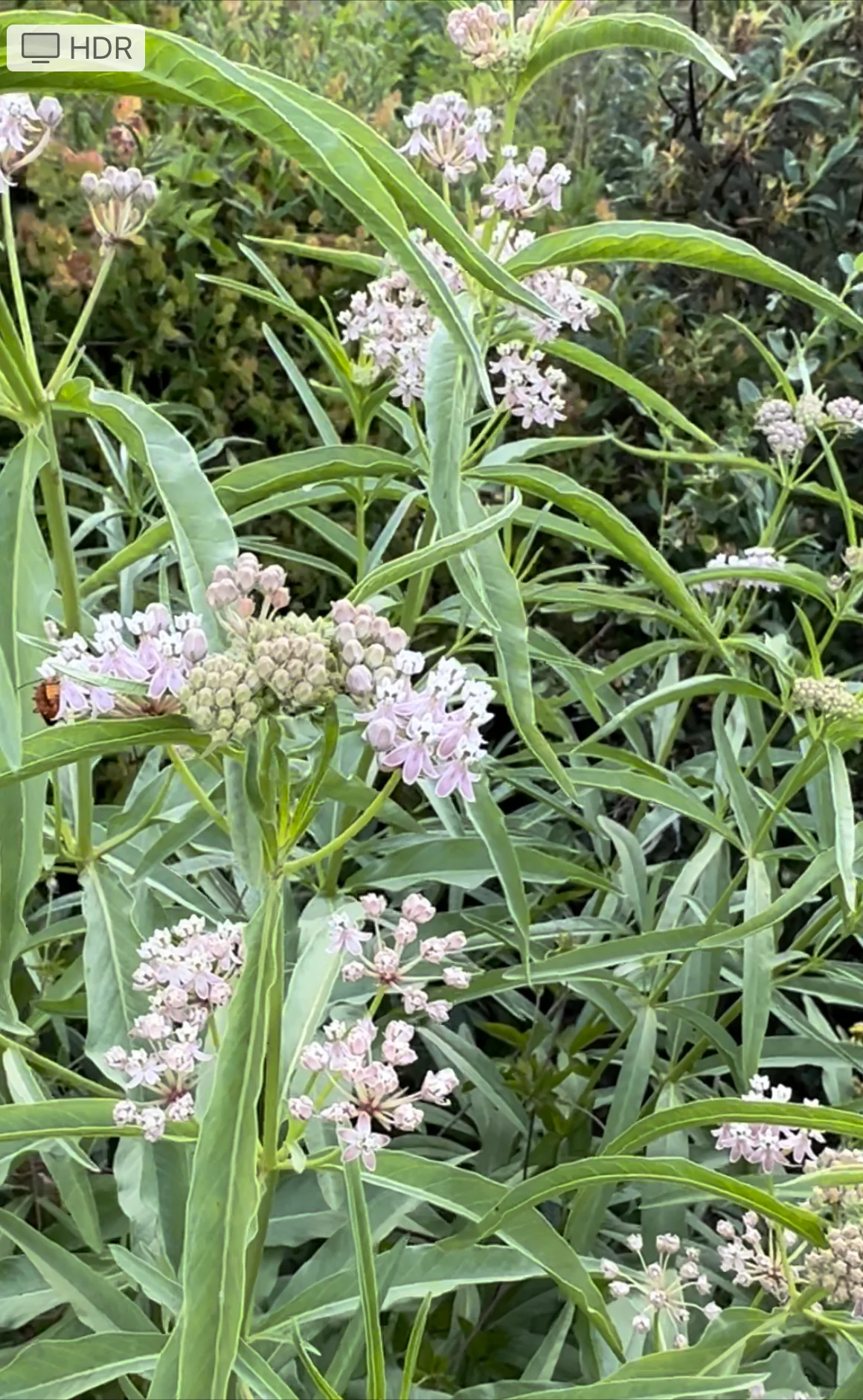 *RETAIL - Asclepias fascicularis - Image 2
