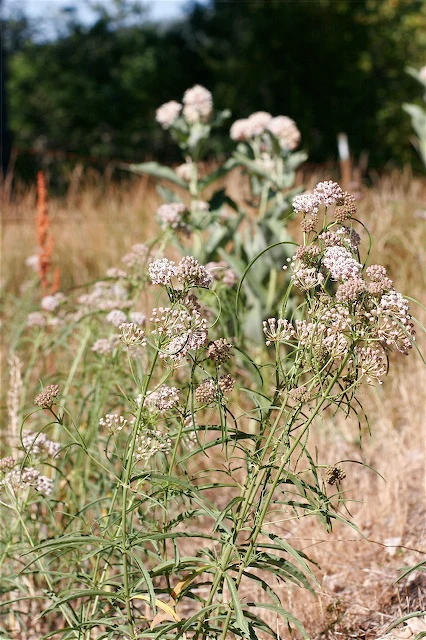 *RETAIL - Asclepias fascicularis - Image 3