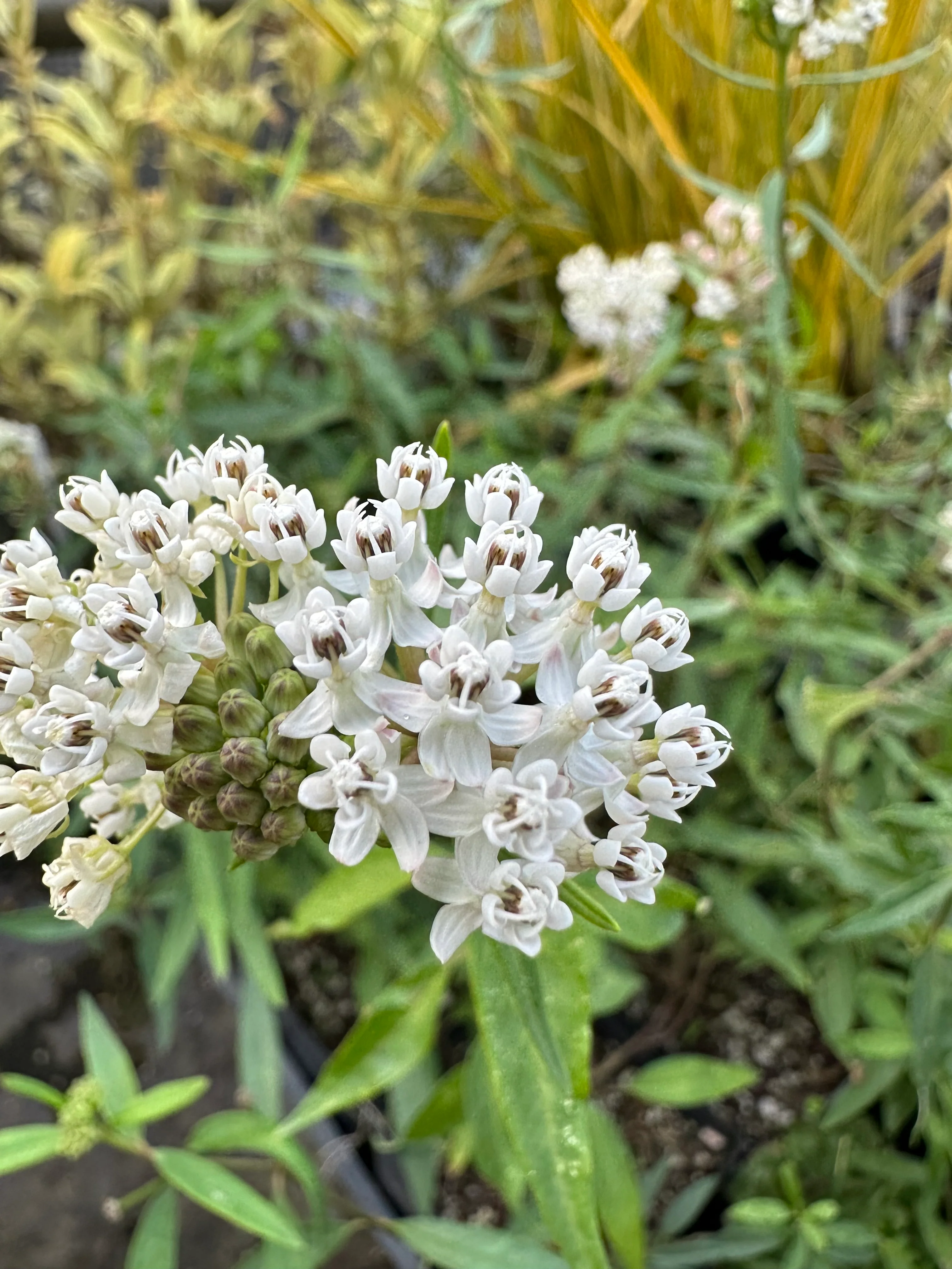 Asclepias texana - Image 2