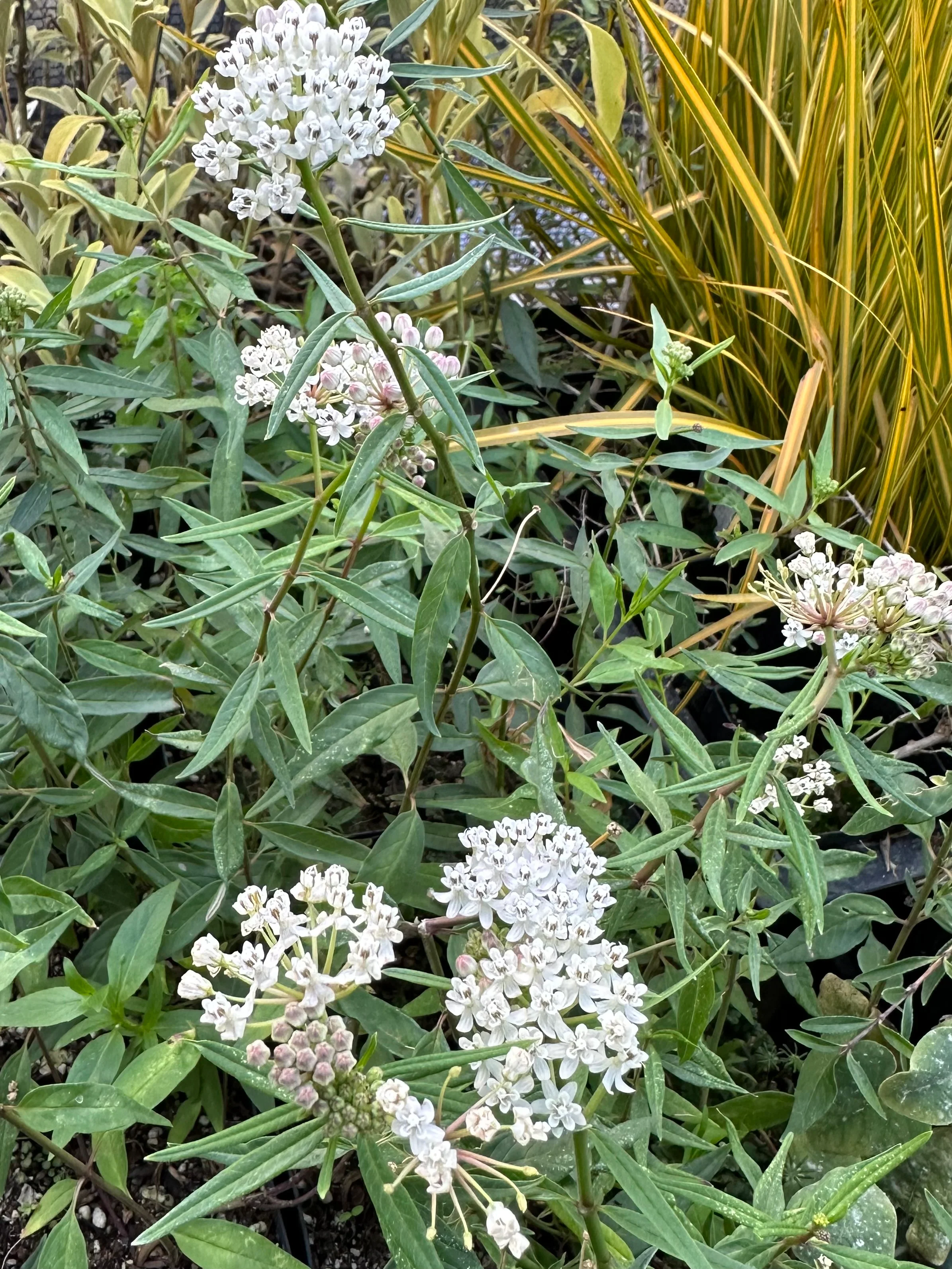 Asclepias texana - Image 3