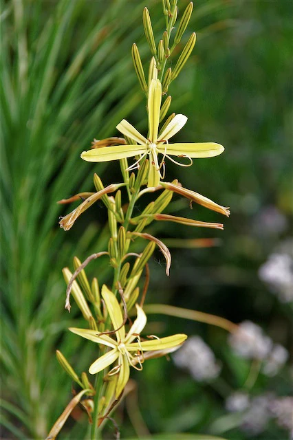 Asphodeline lutea