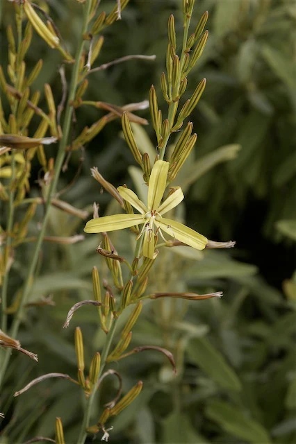 Asphodeline lutea - Image 2