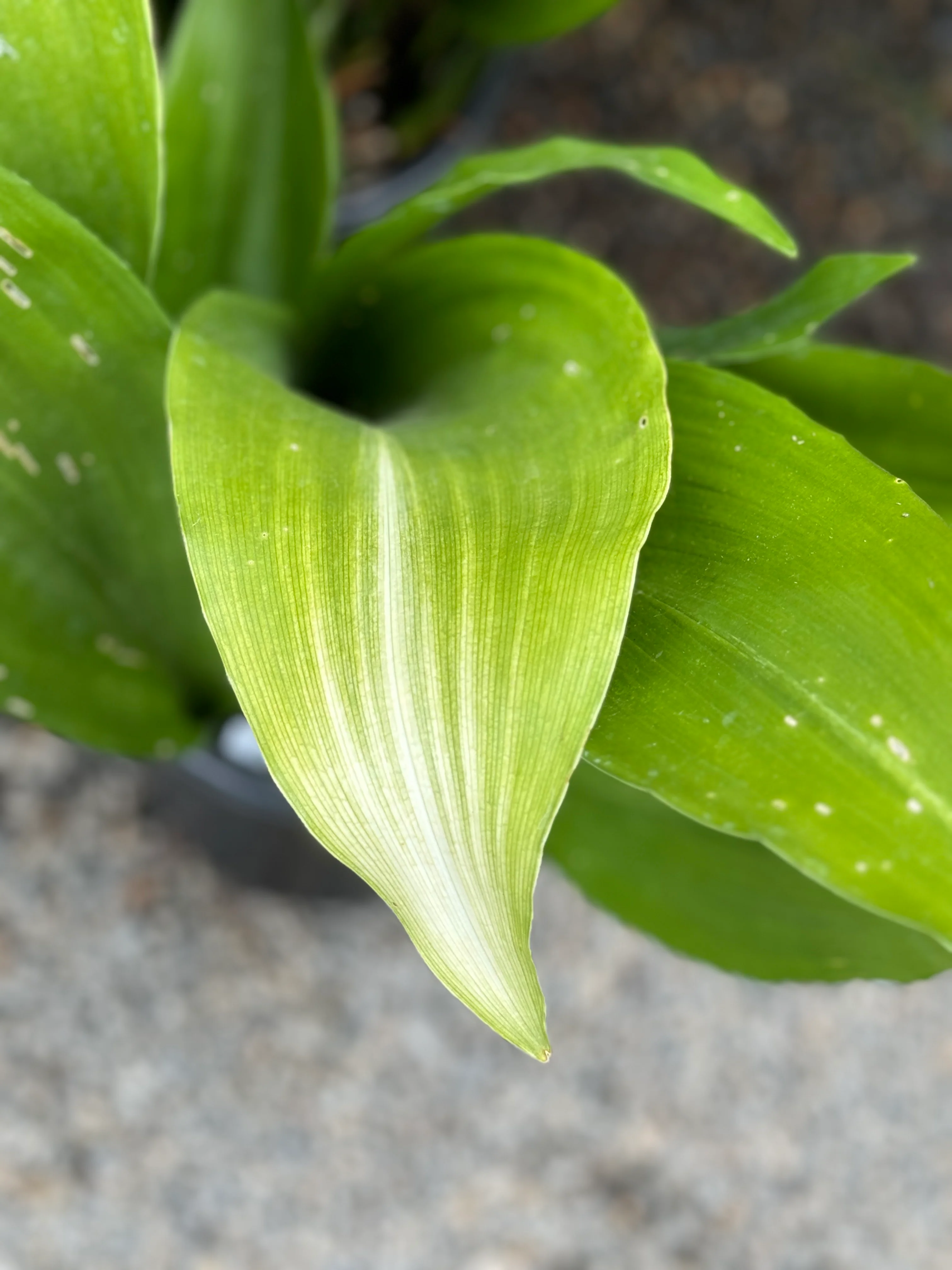 Aspidistra elatior 'Asahi' - Image 2