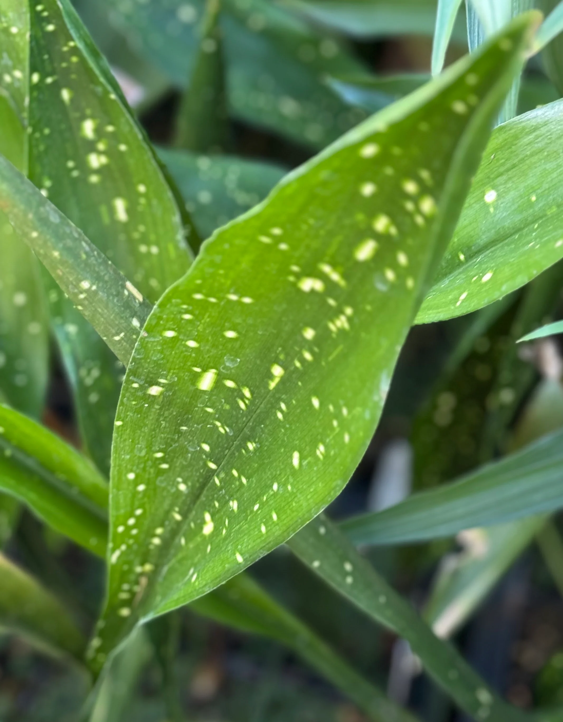 Aspidistra lurida 'Ginga' - Image 3