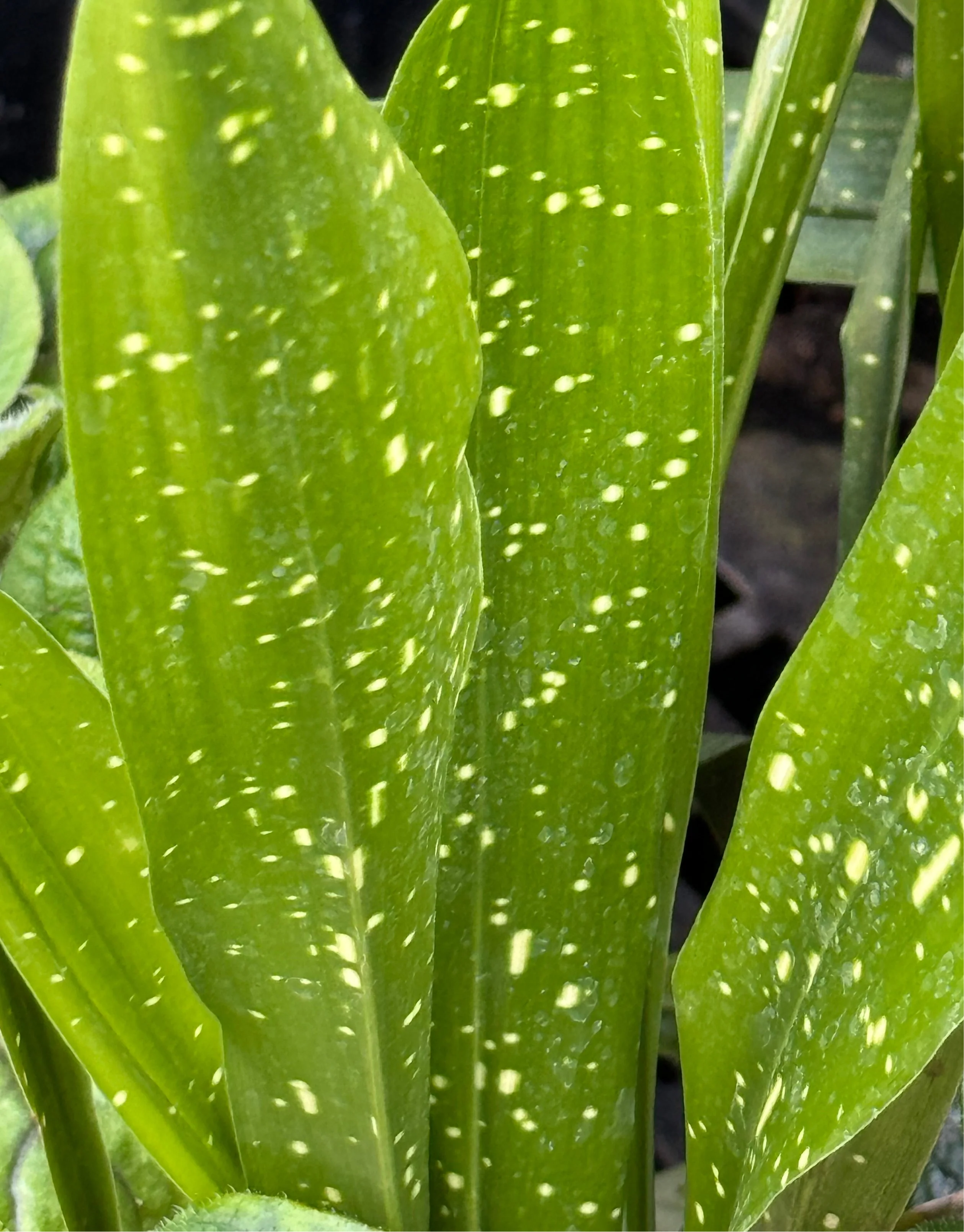 Aspidistra lurida 'Ginga' - Image 4