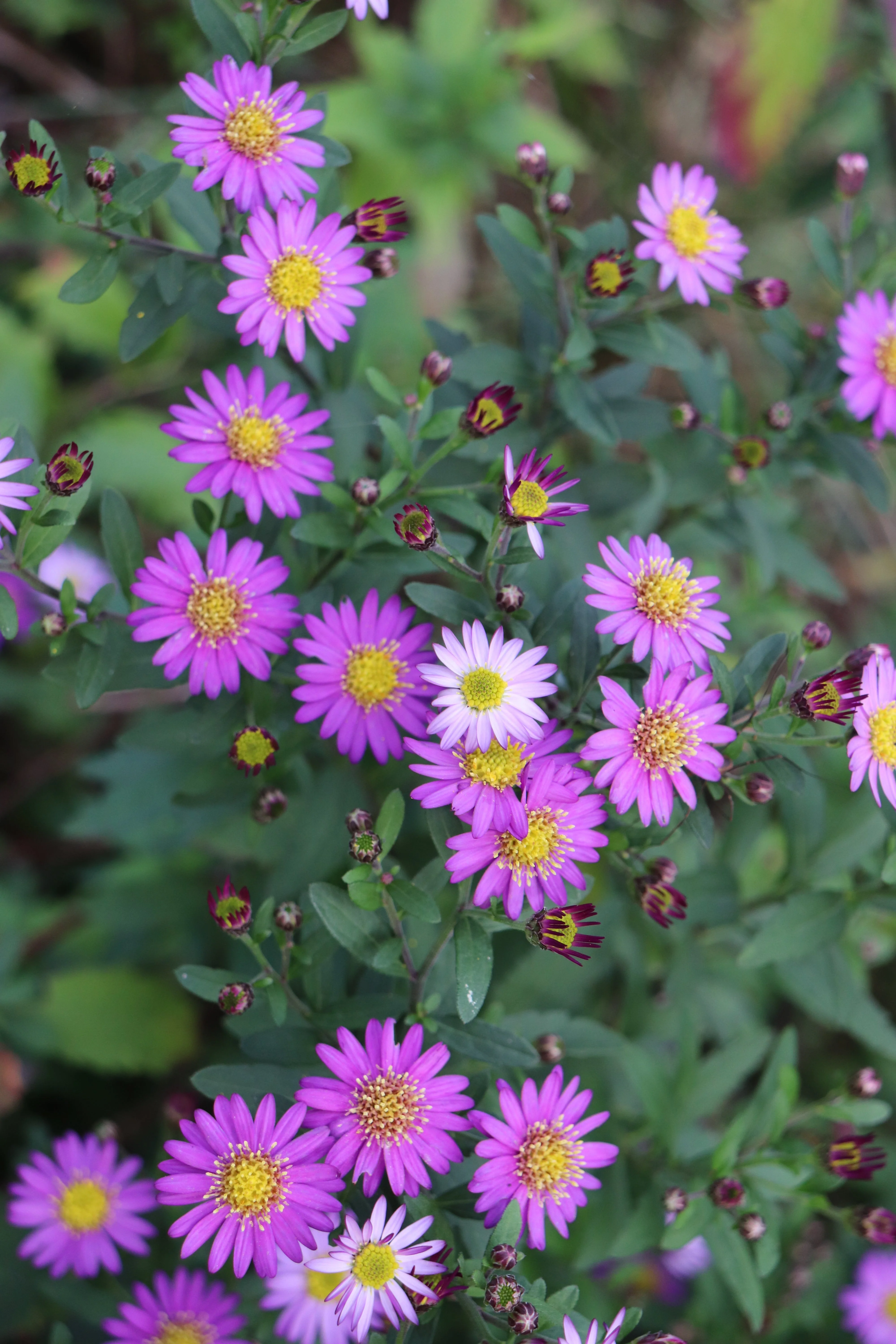 Aster ageratoides var. ageratoides 'Ezo Murasaki' - Image 2