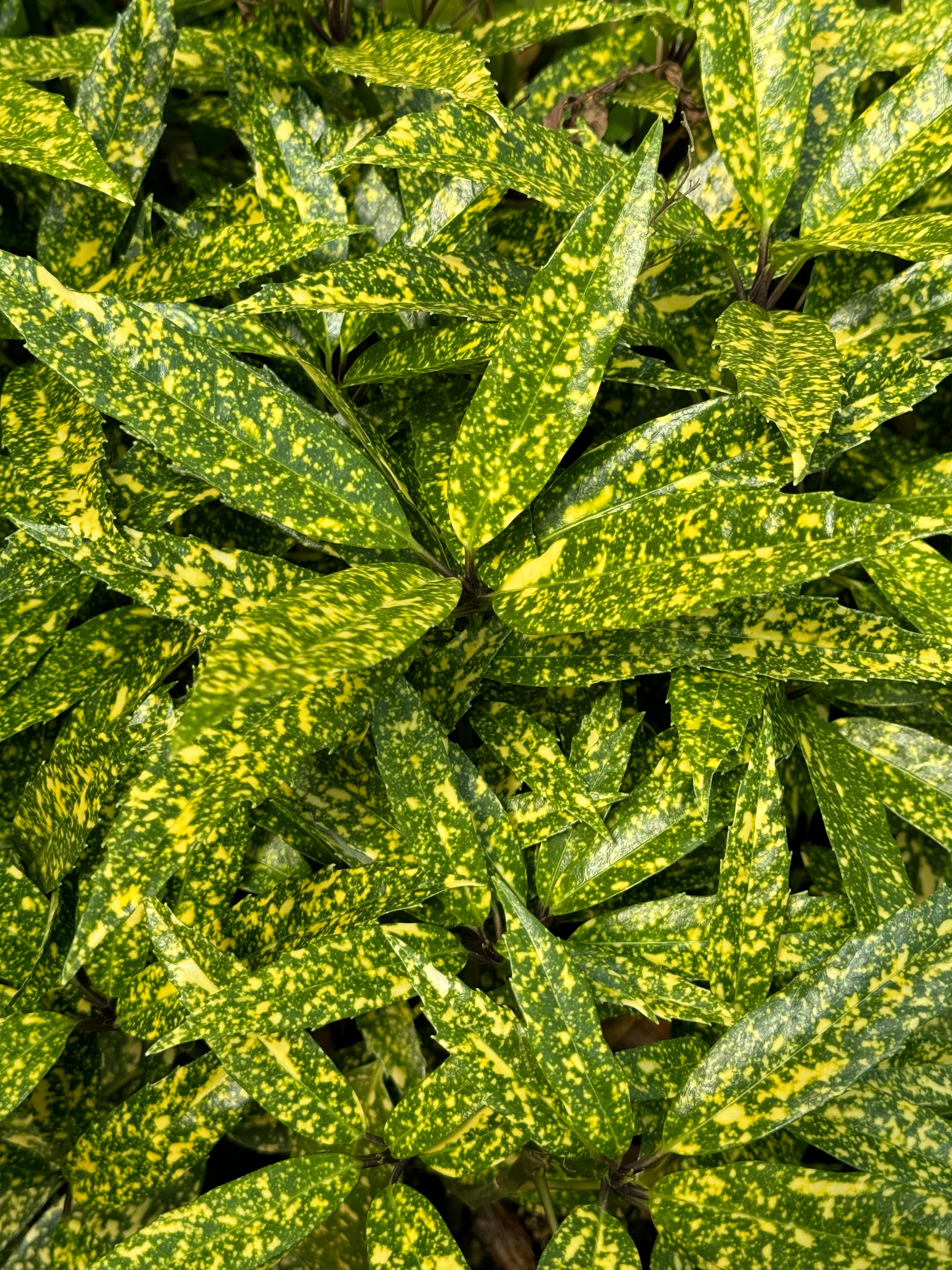 Aucuba japonica 'Dark Moon' - Image 3