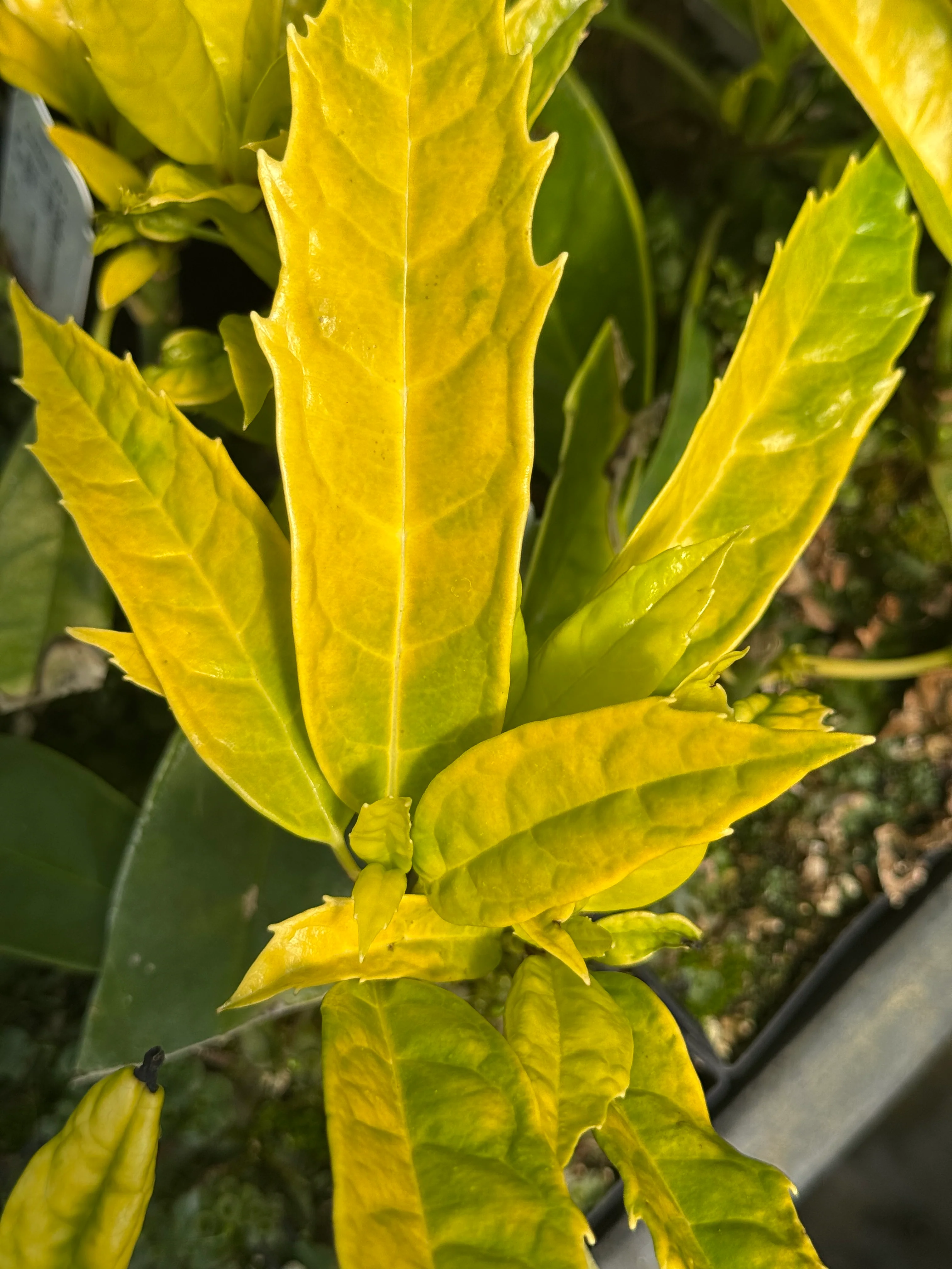 Aucuba japonica 'Good Morning'