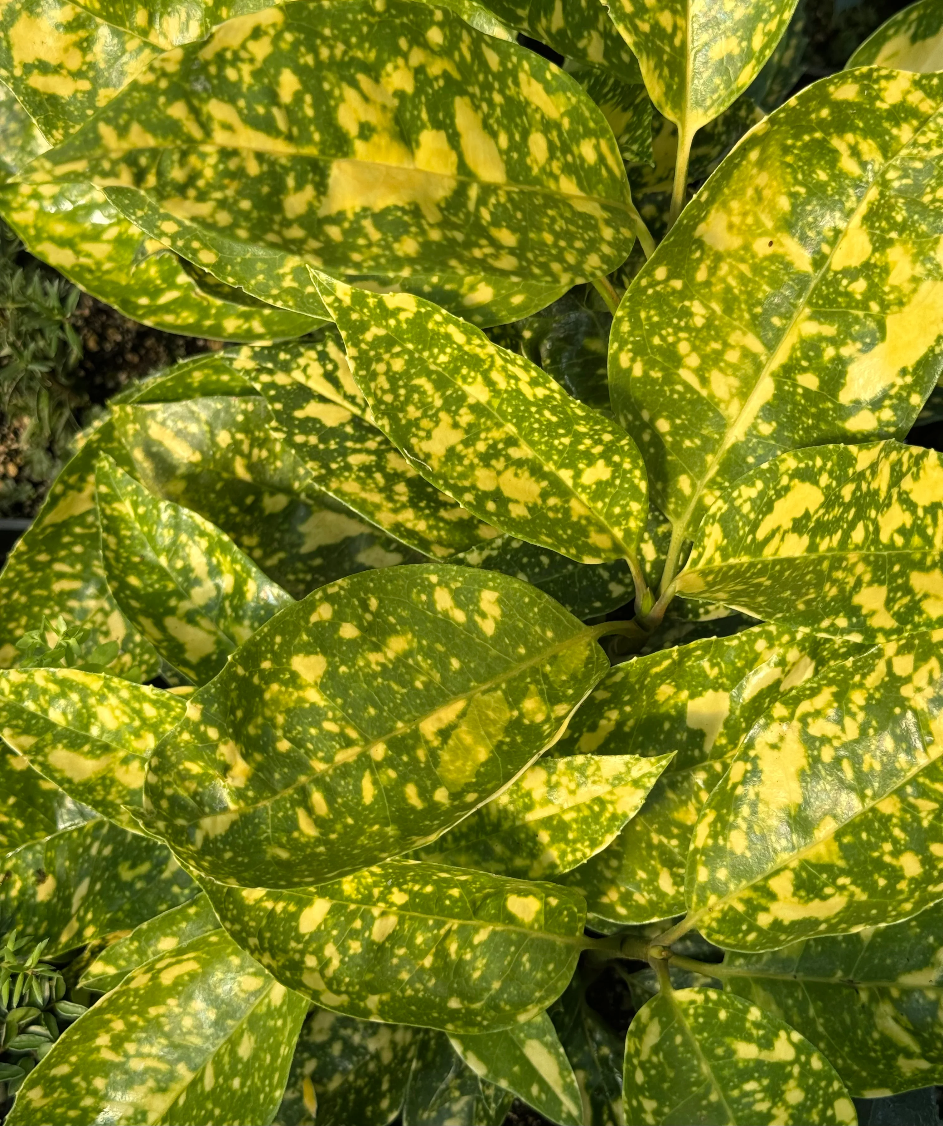 Aucuba japonica 'Pop Star'