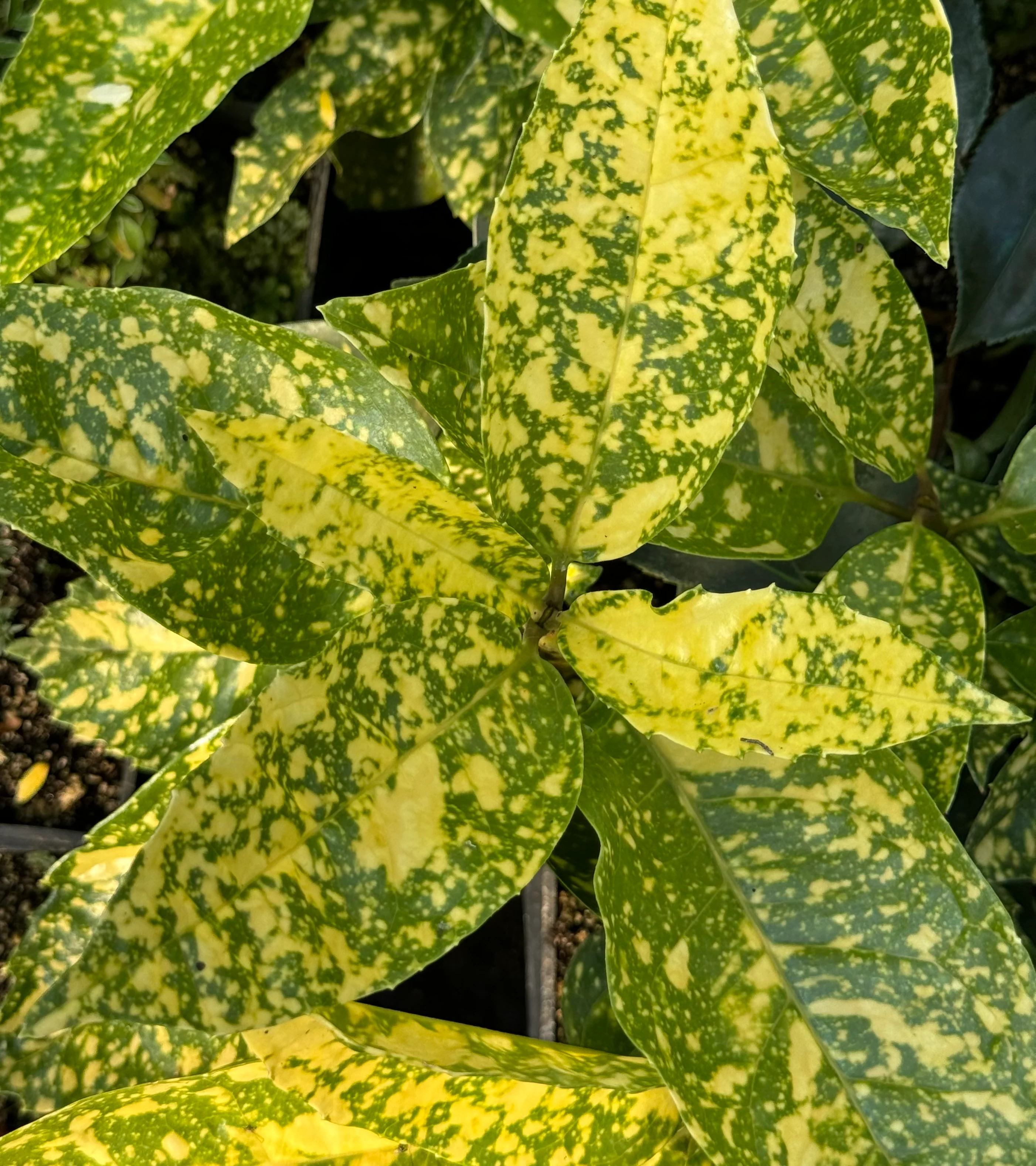 Aucuba japonica 'Pop Star' - Image 2