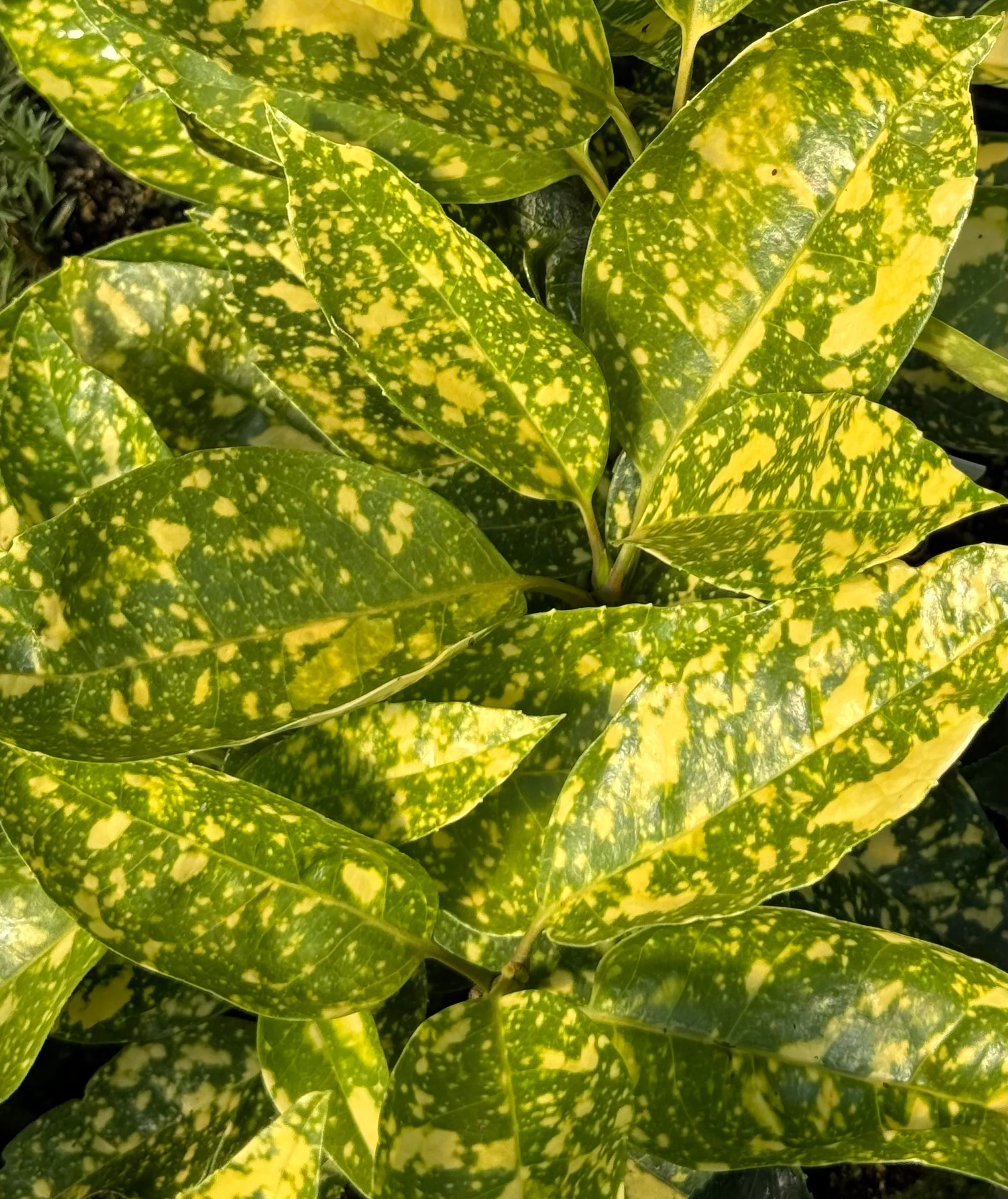 Aucuba japonica 'Pop Star' - Image 3