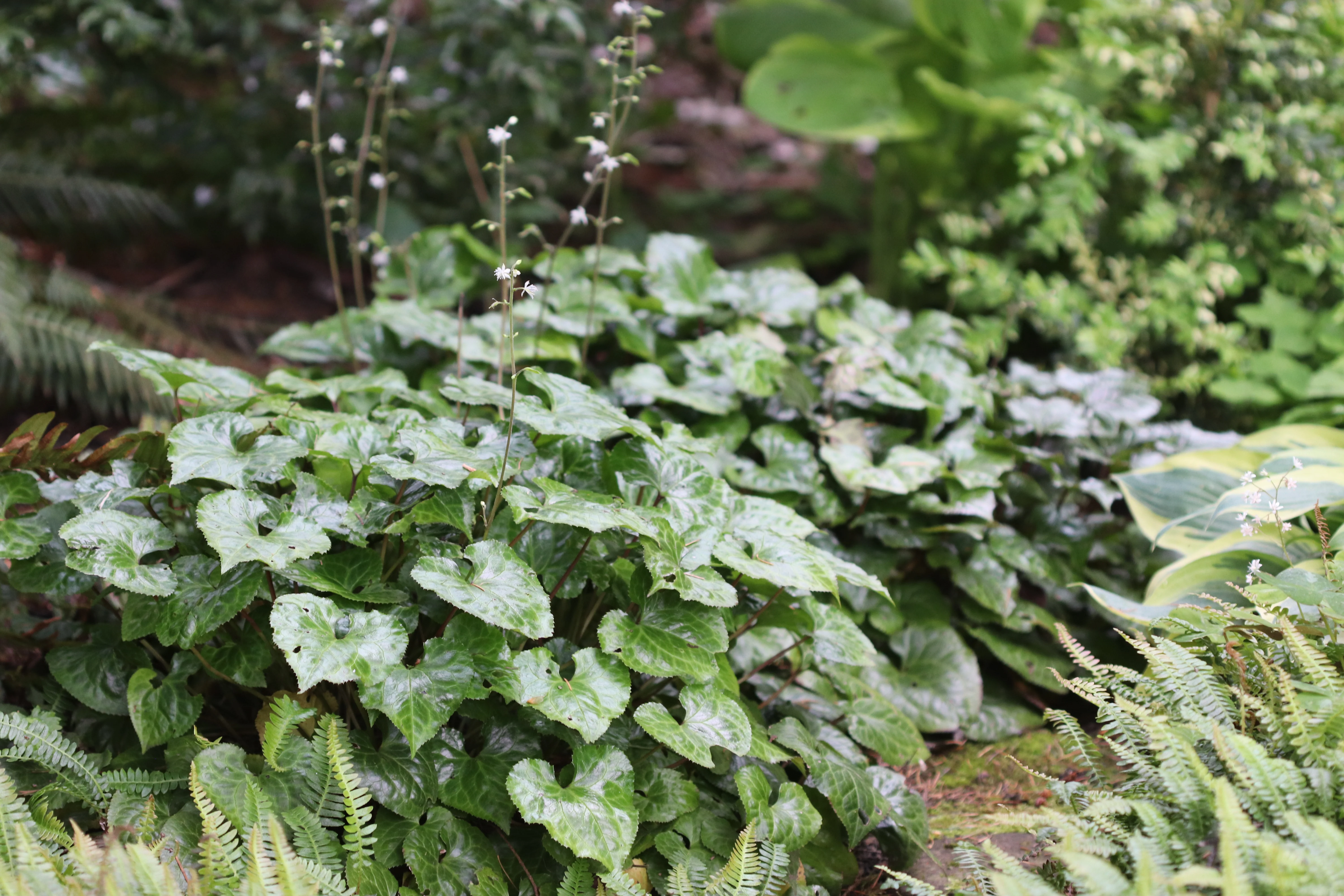 *RETAIL - Beesia deltophylla - Image 2