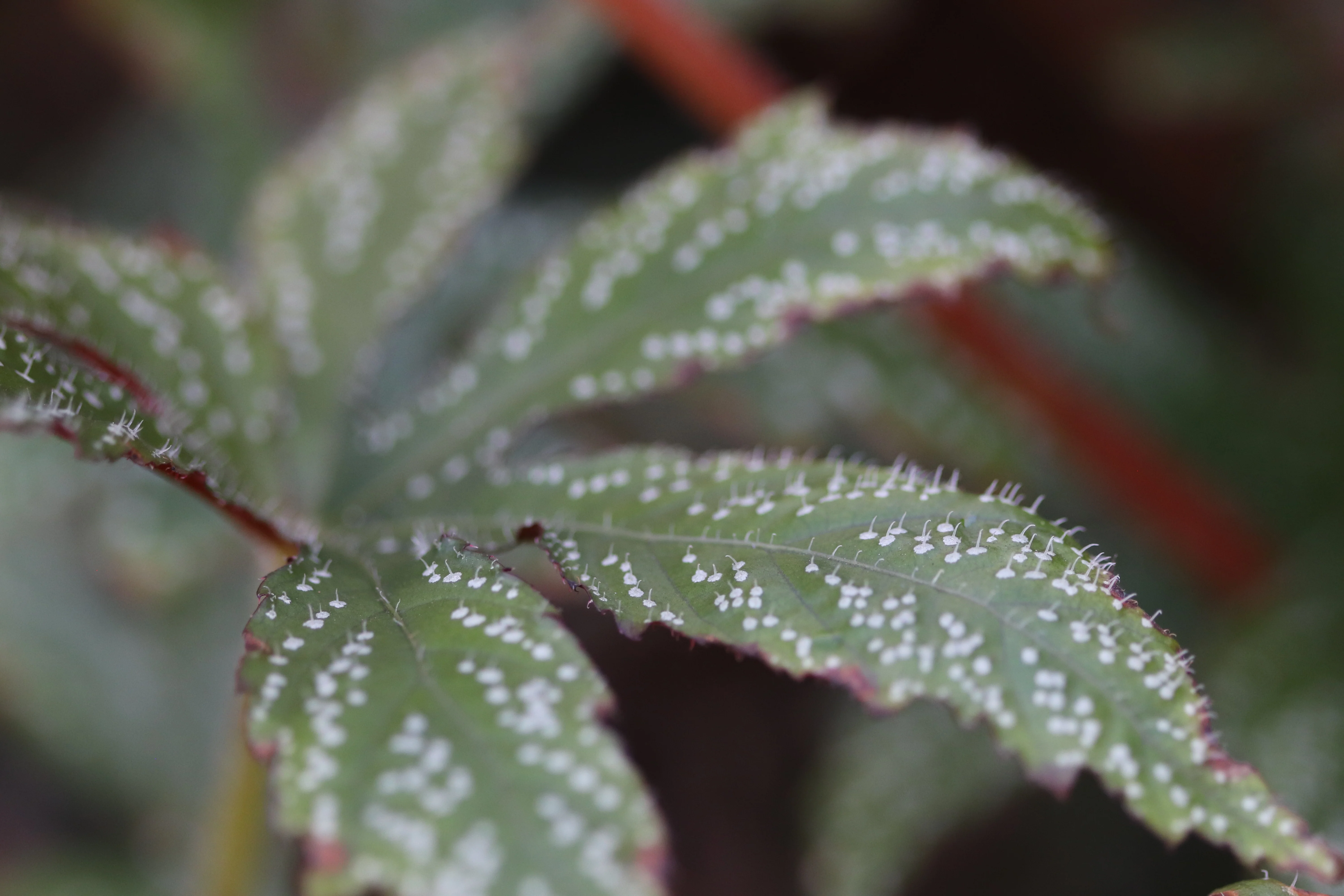 Begonia circumlobata 'Chandler's Hardy' - Image 3
