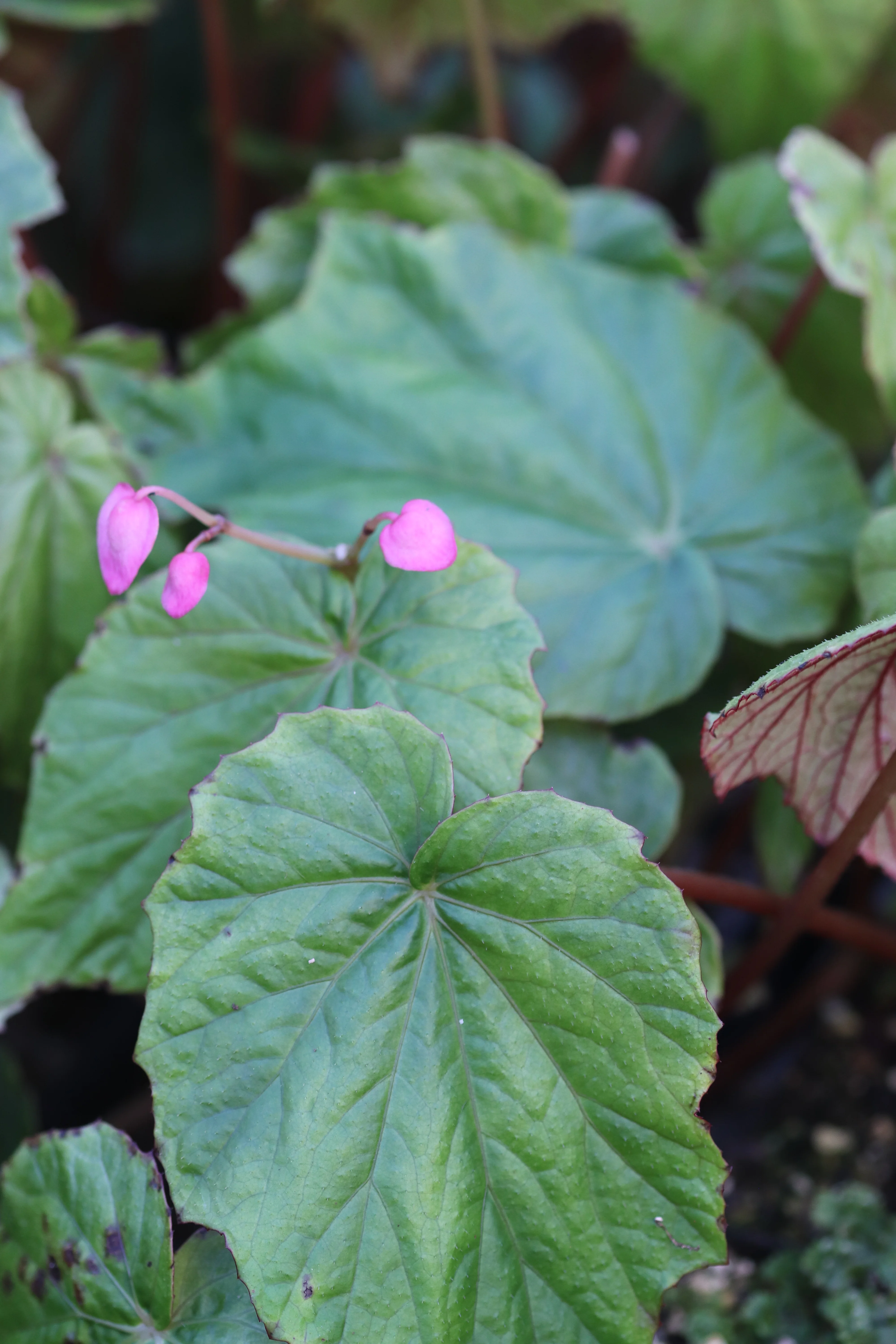 Begonia edulis NV 96 syn. cf. villifolia