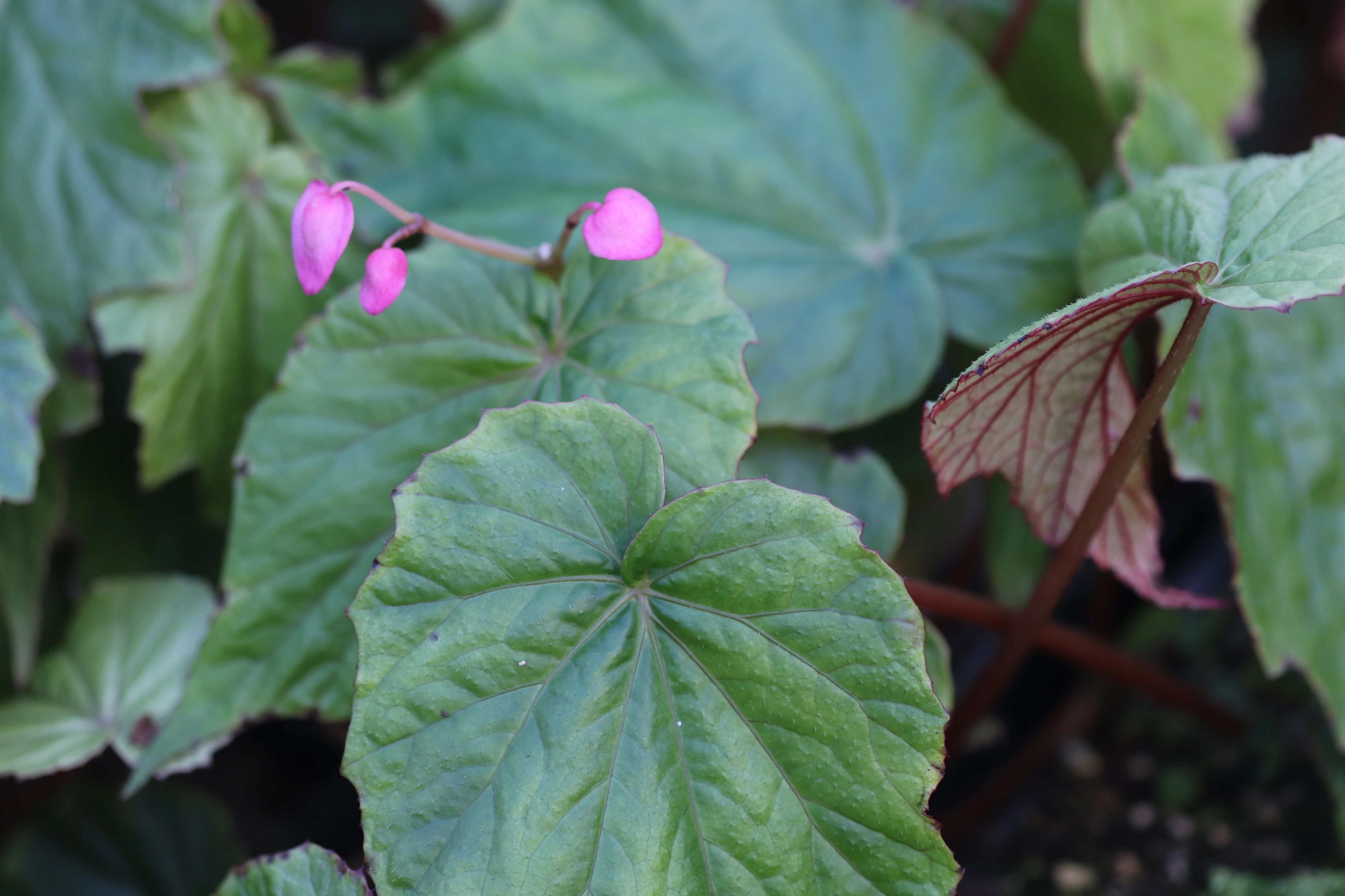 Begonia edulis NV 96 syn. cf. villifolia - Image 2